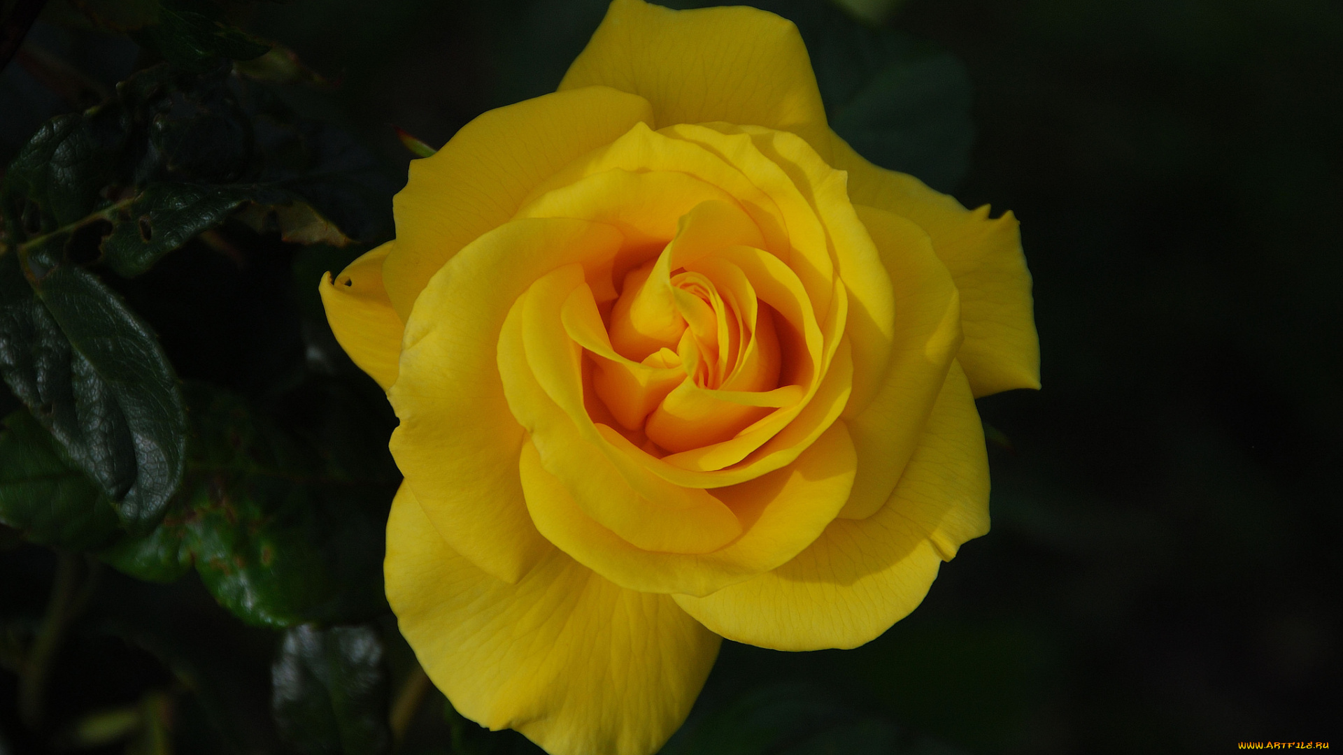 цветы, розы, розовая, роза, цветение, лепестки, листья