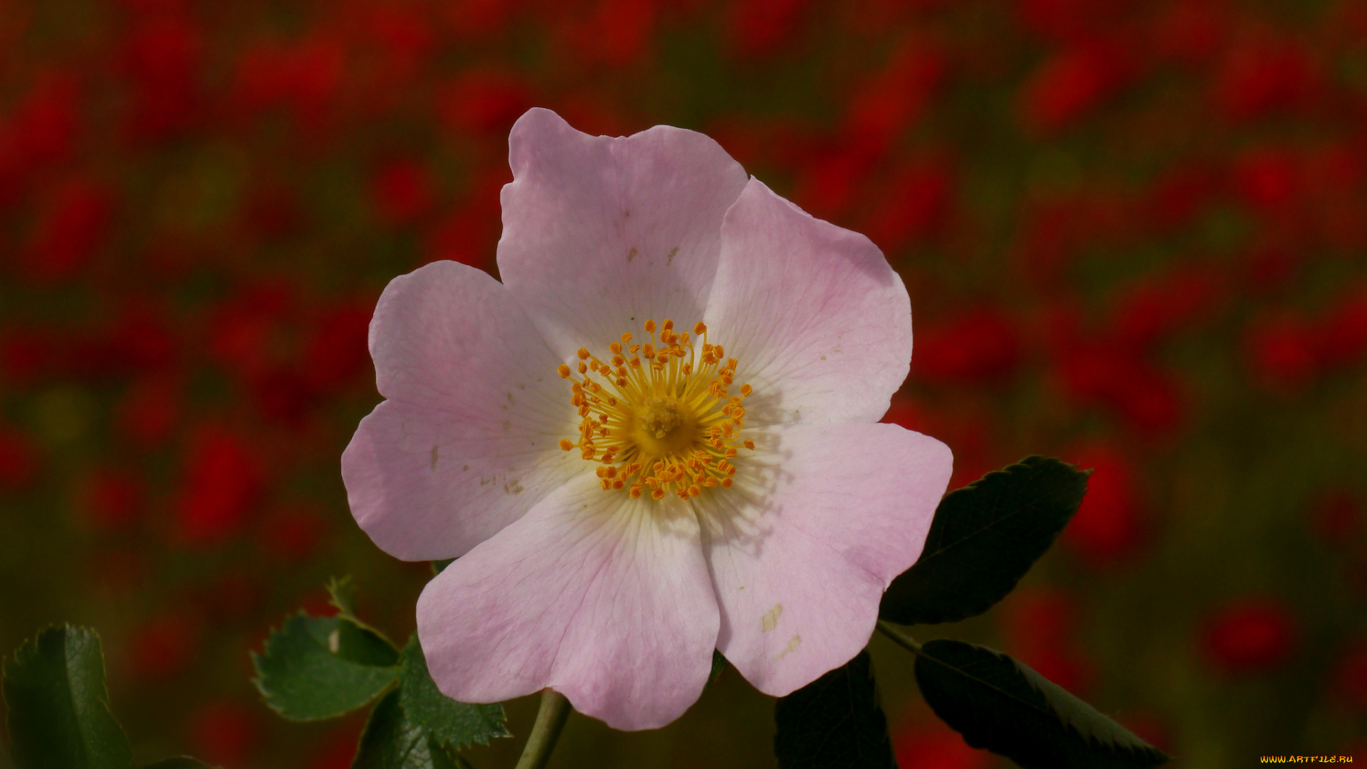 цветы, шиповник, тычинки, фон, макро, цветок, garmen, solla