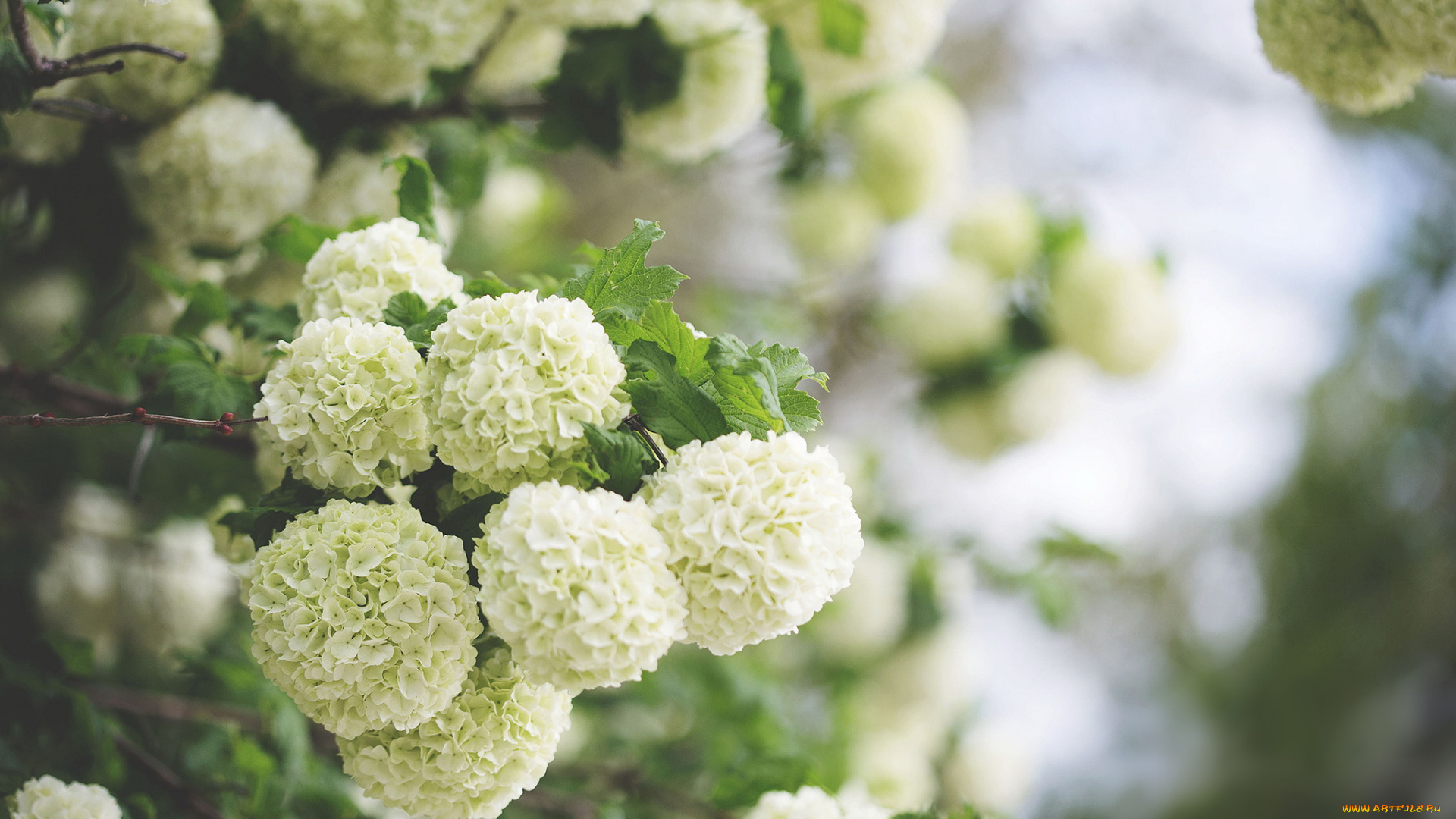 цветы, таволга, , спирея, , лабазник, таволга, белая, лепестки, листья, цветение