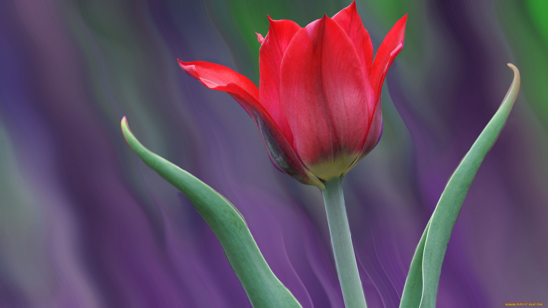 цветы, тюльпаны, бутоны, цветение, лепестки, капли