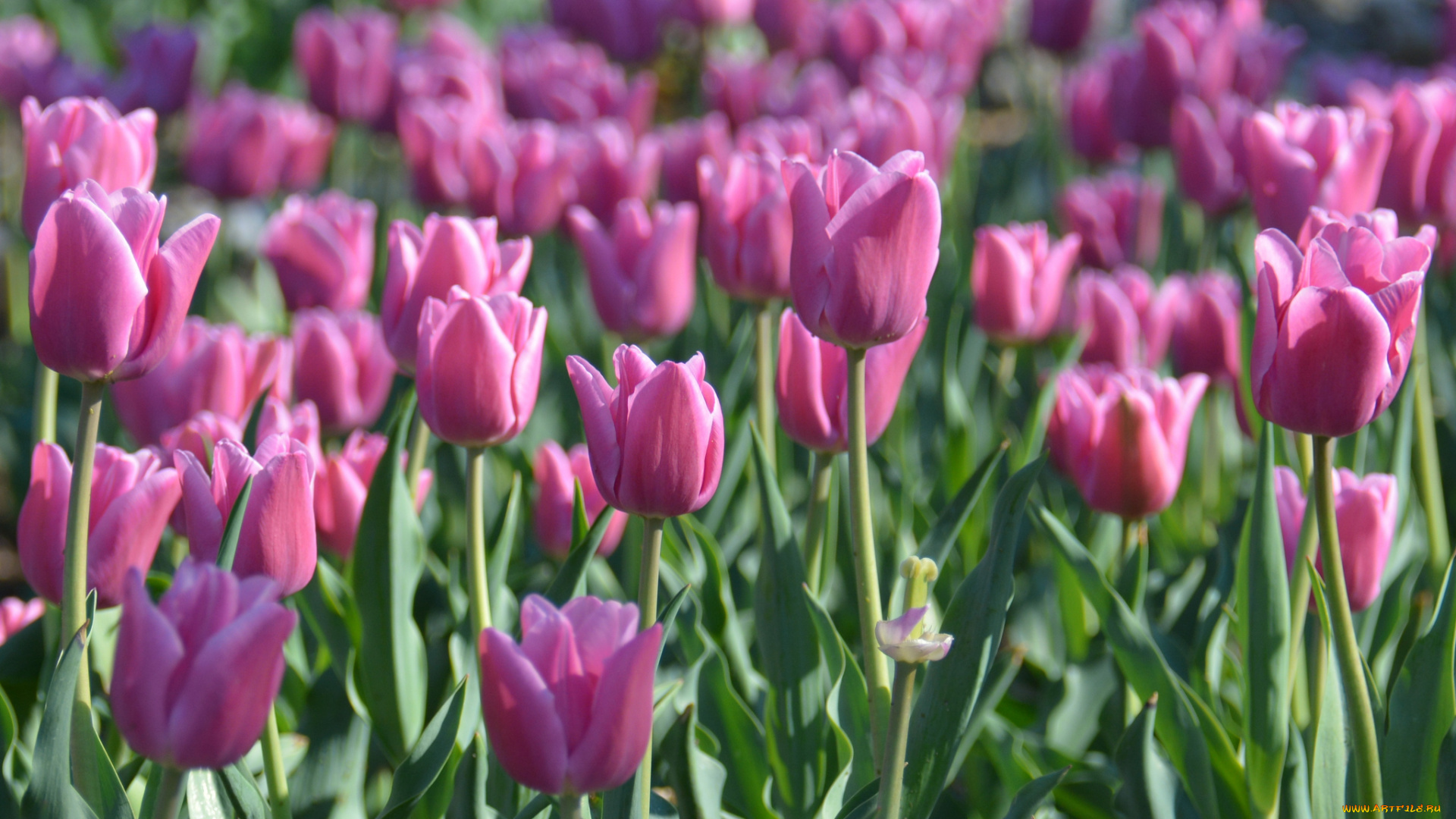 цветы, тюльпаны, бутоны, цветение, яркость, лепестки, листья