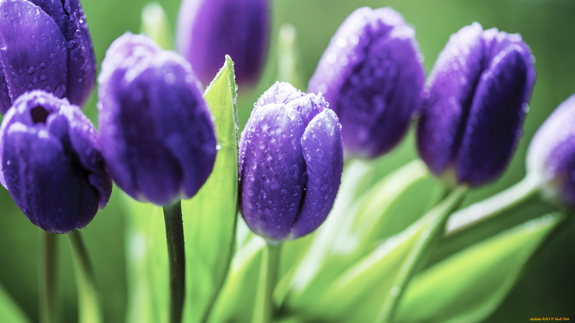 цветы, тюльпаны, бутоны, фиолетовые, капли, цветение, лепестки