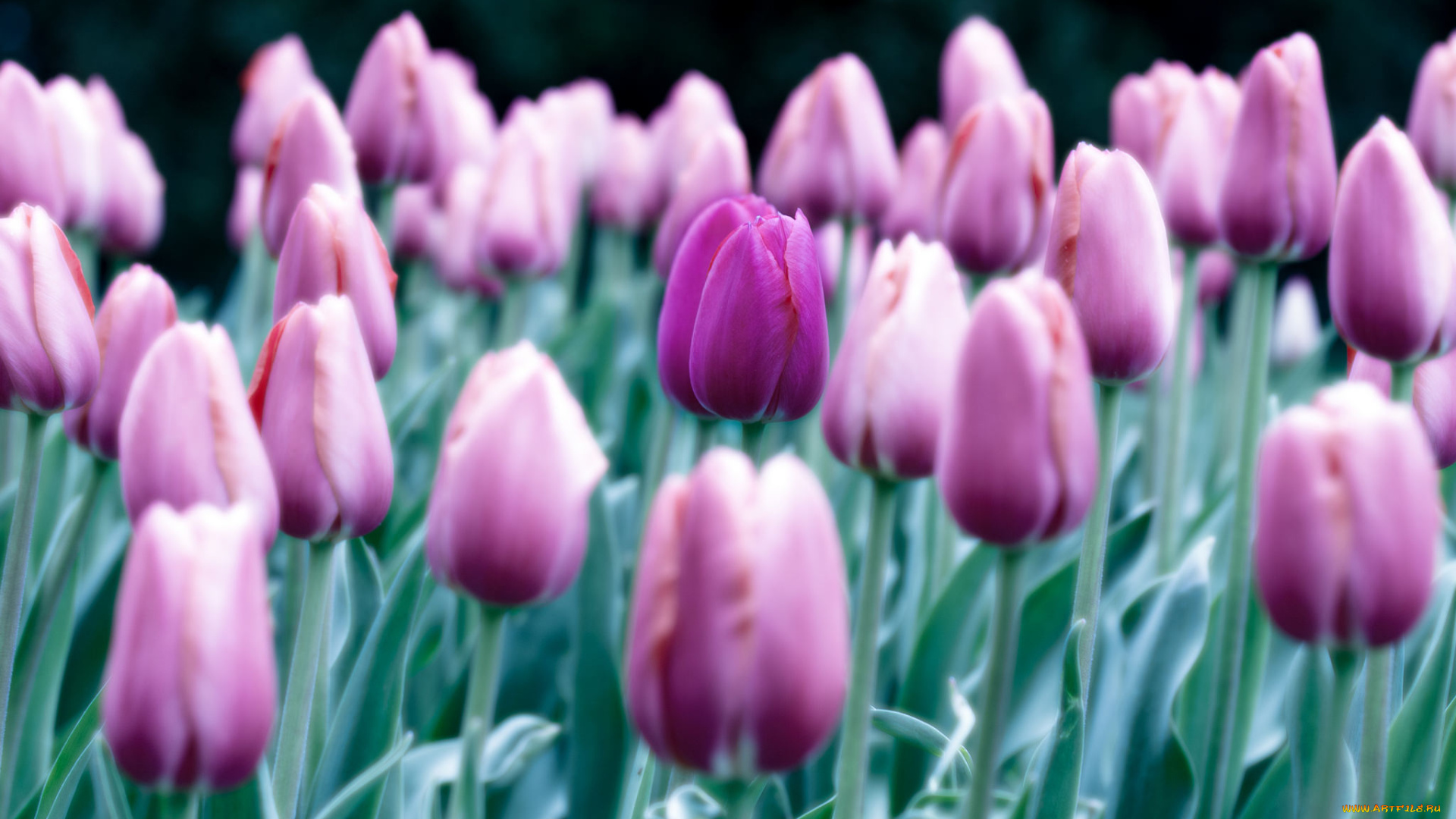 цветы, тюльпаны, лепестки, цветение, нежность