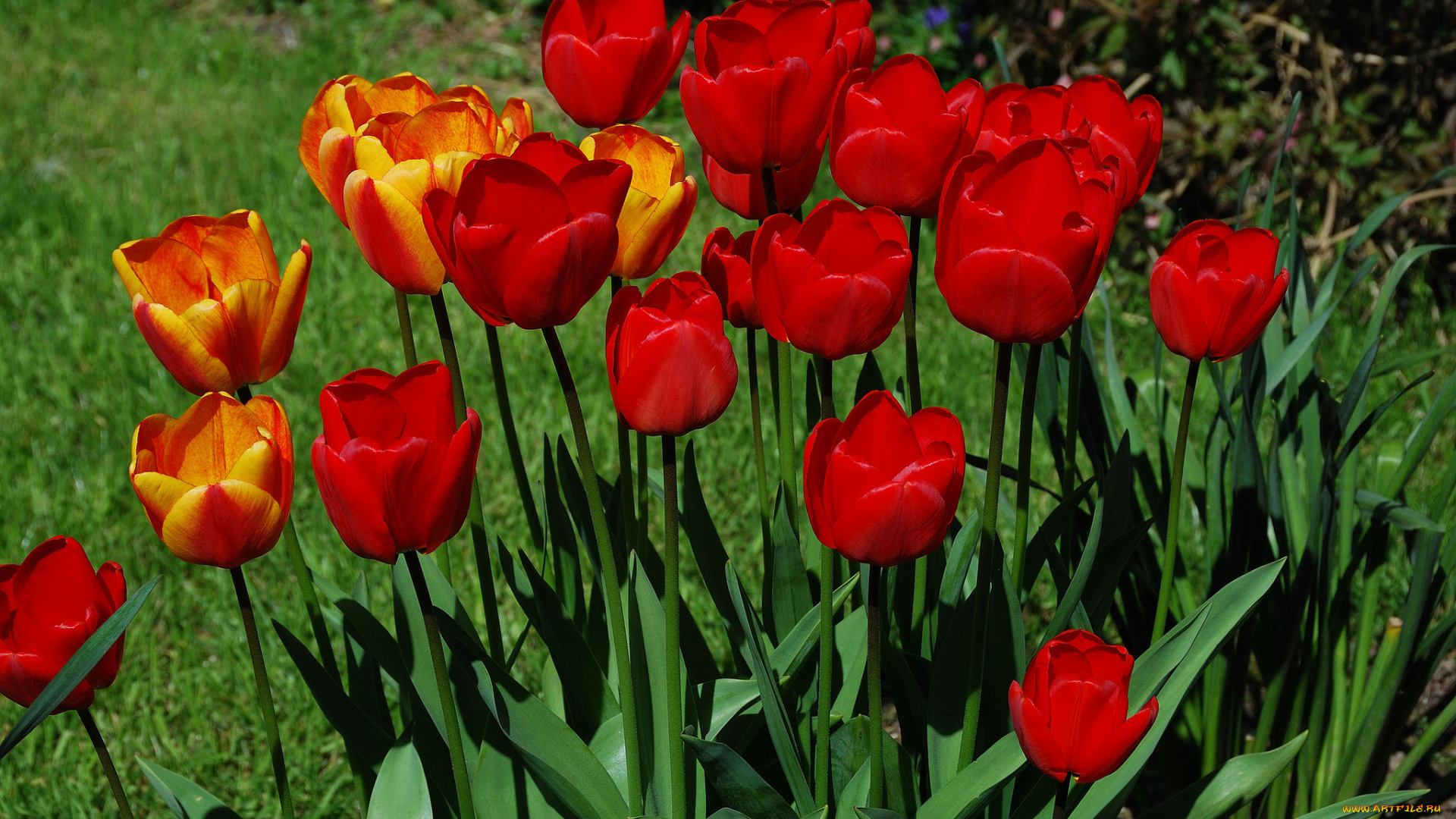 цветы, тюльпаны, листья, бутоны, цветение, яркость, лепестки