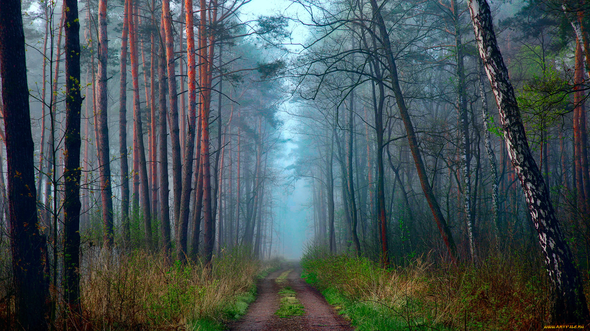 природа, дороги, дымка, дорога, лес, апрель, весна