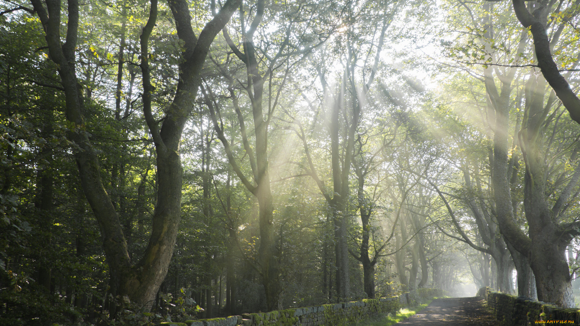 природа, дороги, лучи, лес, солнце, дорожка, деревья