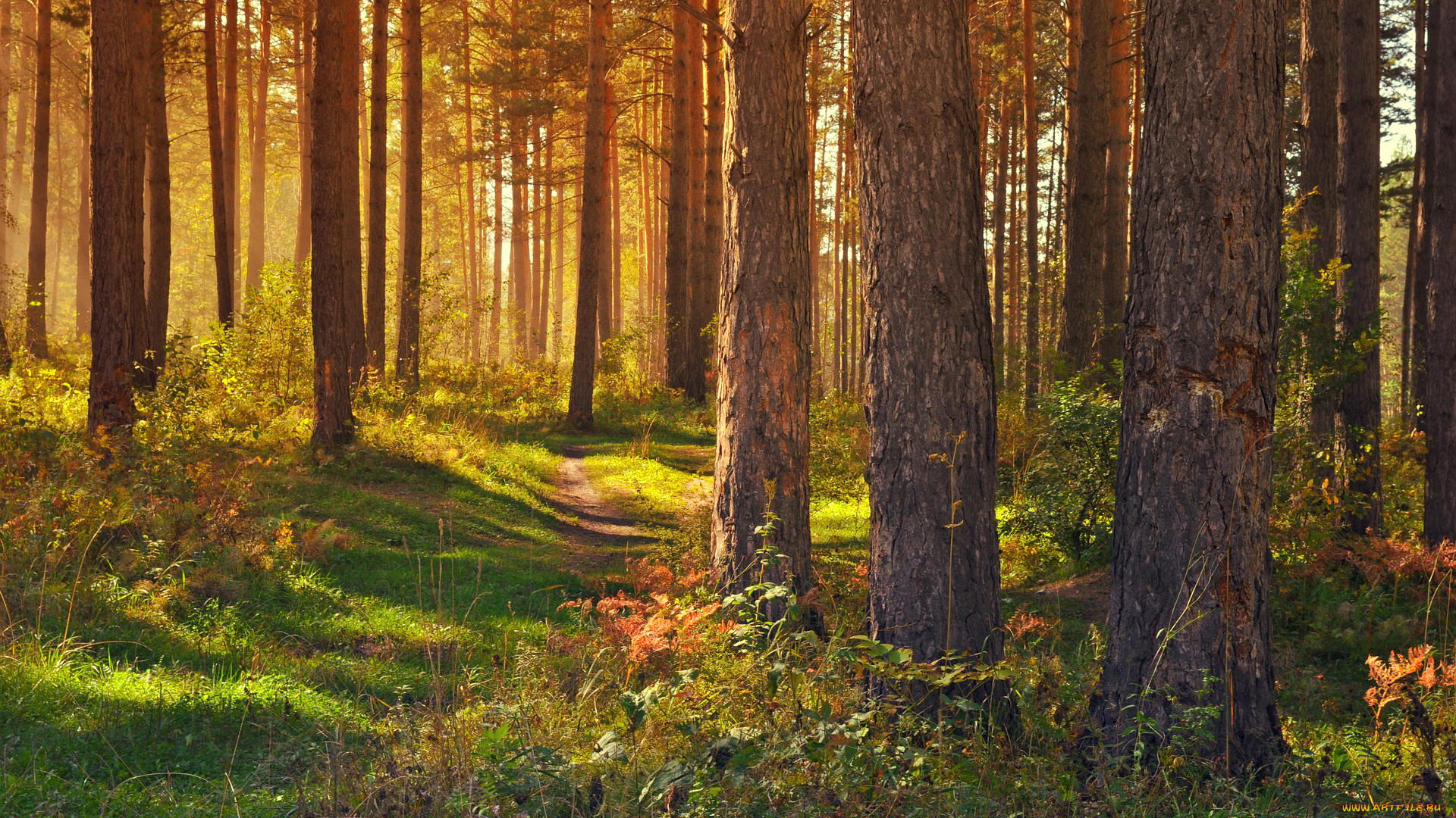 природа, лес, тропинка, дорожка, трава, деревья, свет
