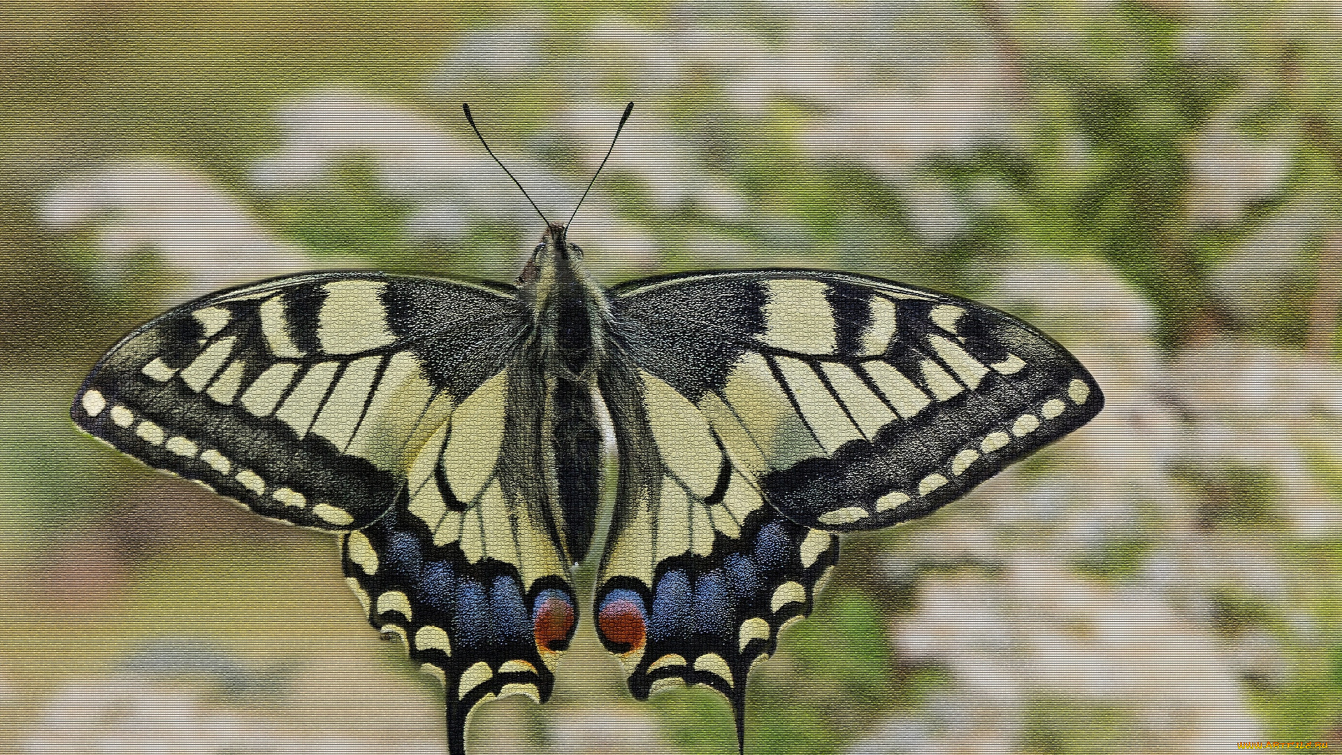 разное, компьютерный, дизайн, butterfly, расцветка, яркость, бабочка, colors, brightness