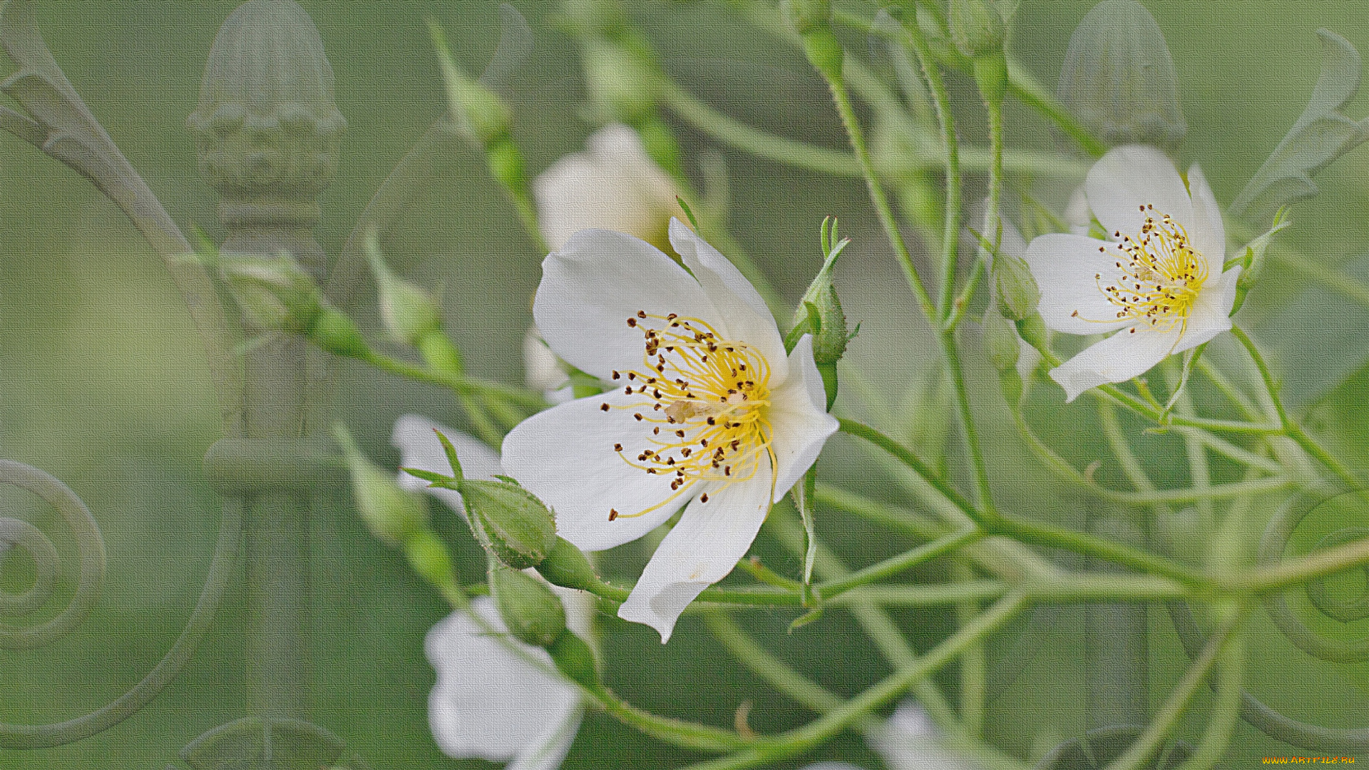 разное, компьютерный, дизайн, цветение, лепестки, бутоны, белая, роза, цветы
