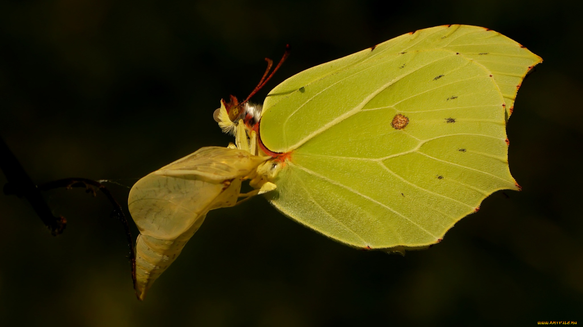 животные, бабочки, тёмный, фон, кокон, жёлтая, бабочка
