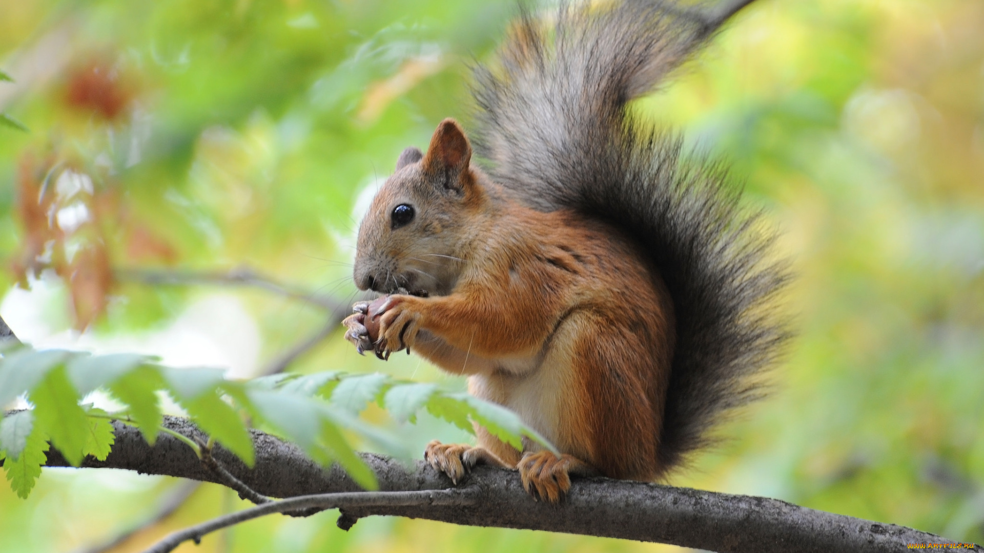 животные, белки, дерево, ветка, белка, орешек
