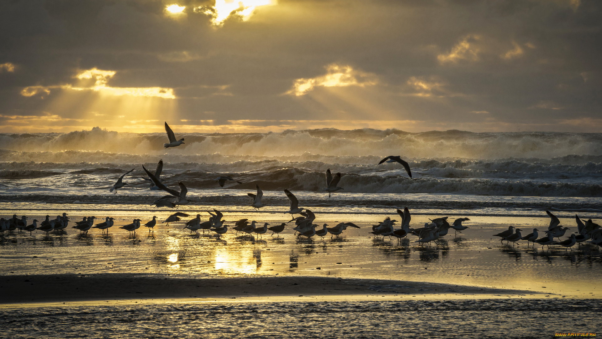 животные, Чайки, , бакланы, , крачки, птицы, чайки, море, берег, пляж, волны, небо, лучи, свет