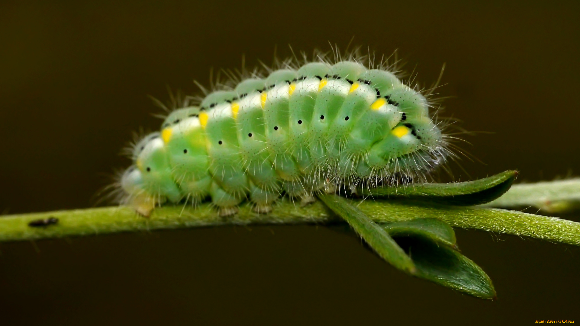 животные, гусеницы, garmen, solla, макро, зелёная, гусеница