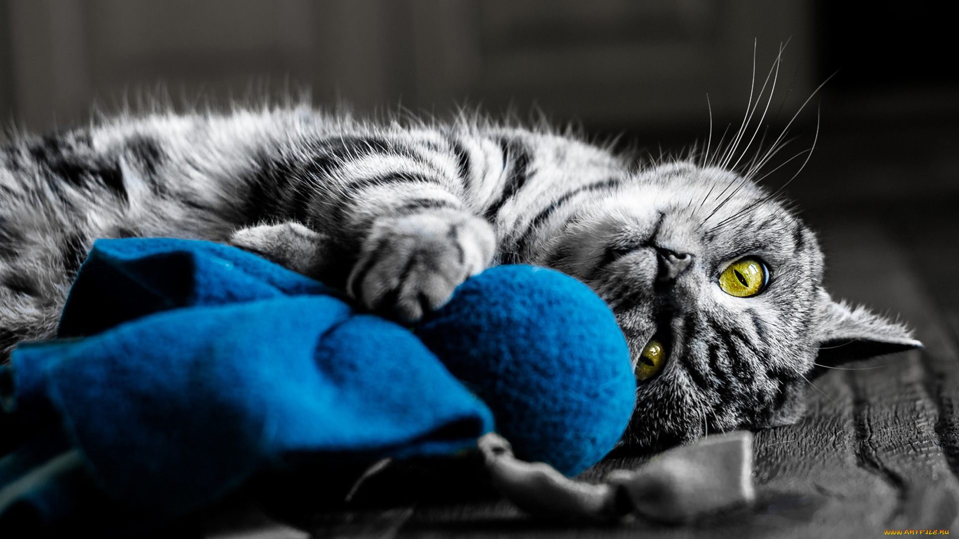 животные, коты, кот