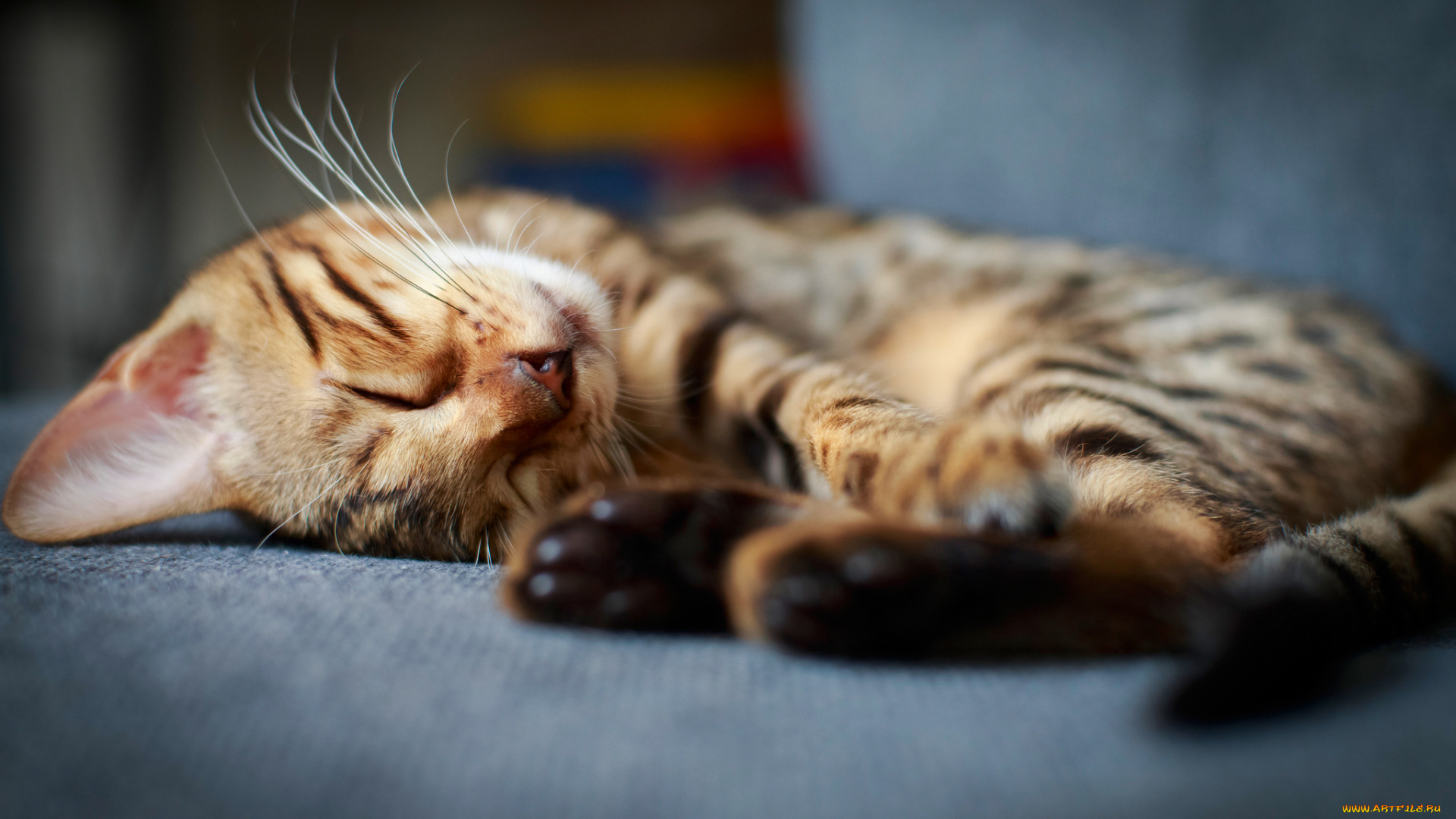 животные, коты, спит, котёнок, кот, котэ