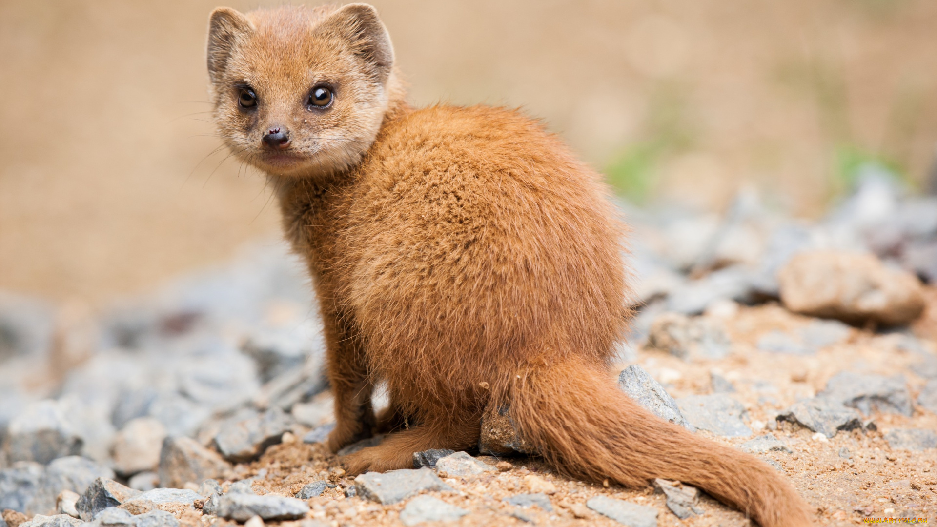 животные, мангусты, мангуст, детёныш, камни, взгляд