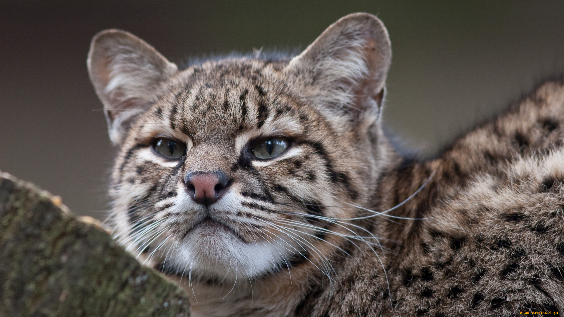 животные, оцелоты, оцелот