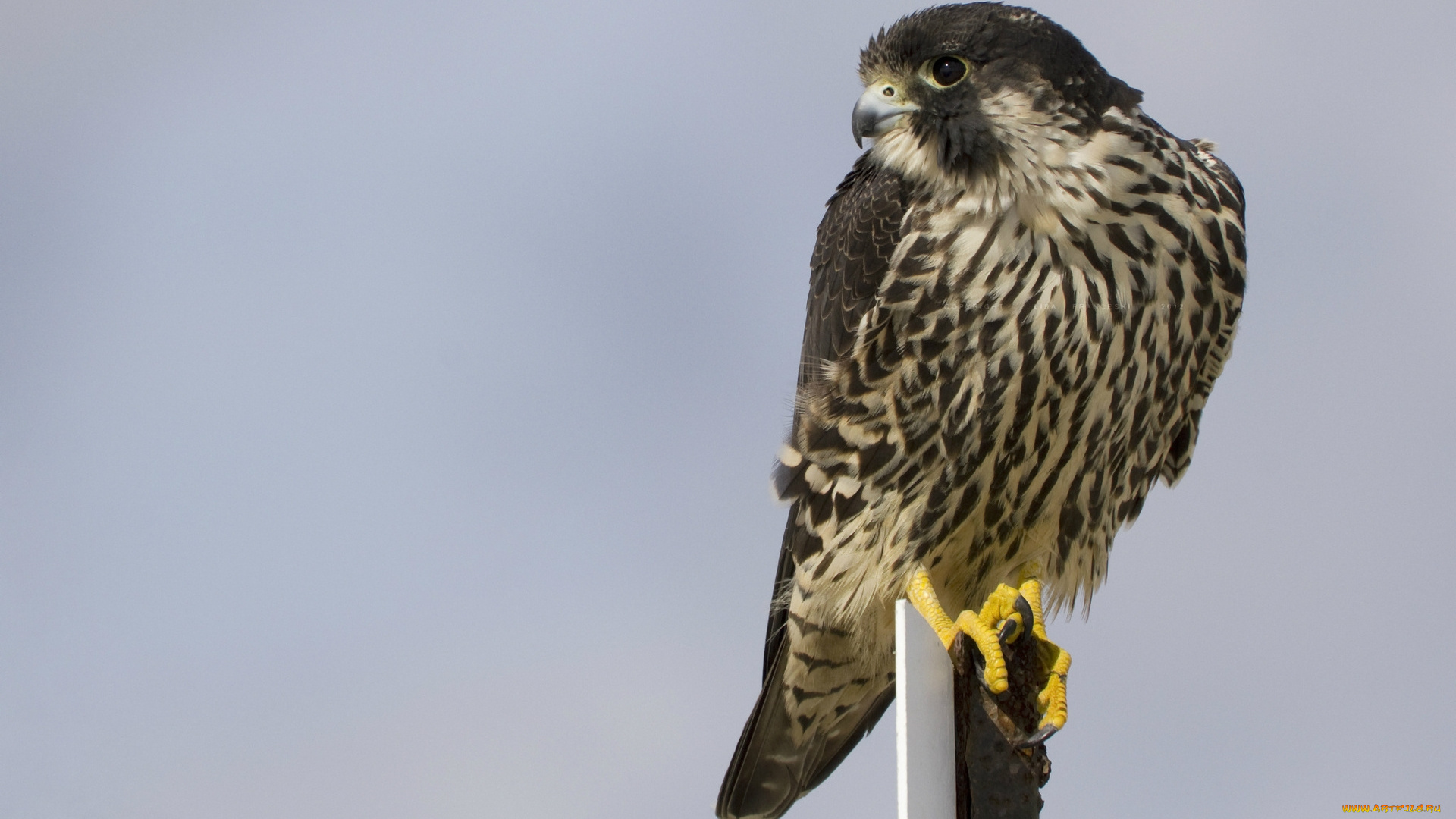 животные, птицы, -, хищники, сокол