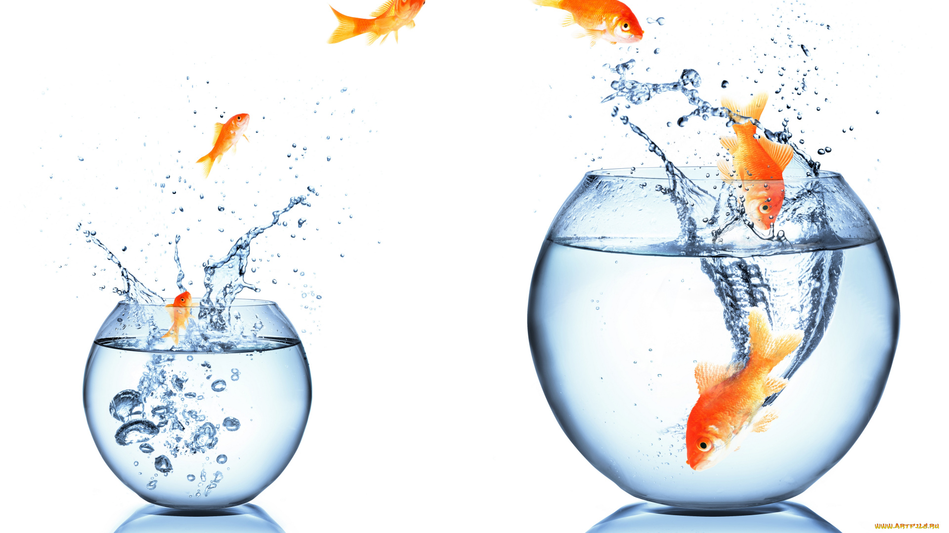 животные, рыбы, брызги, white, background, spray, aquarium, fish, water, вода, аквариум, белый, фон