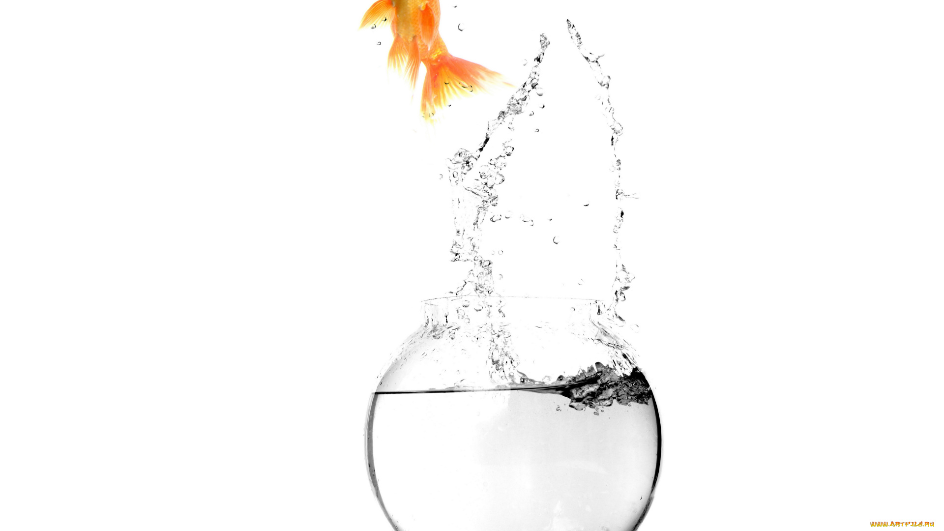 животные, рыбы, вода, аквариум, белый, фон, spray, брызги, water, fish, aquarium, white, background