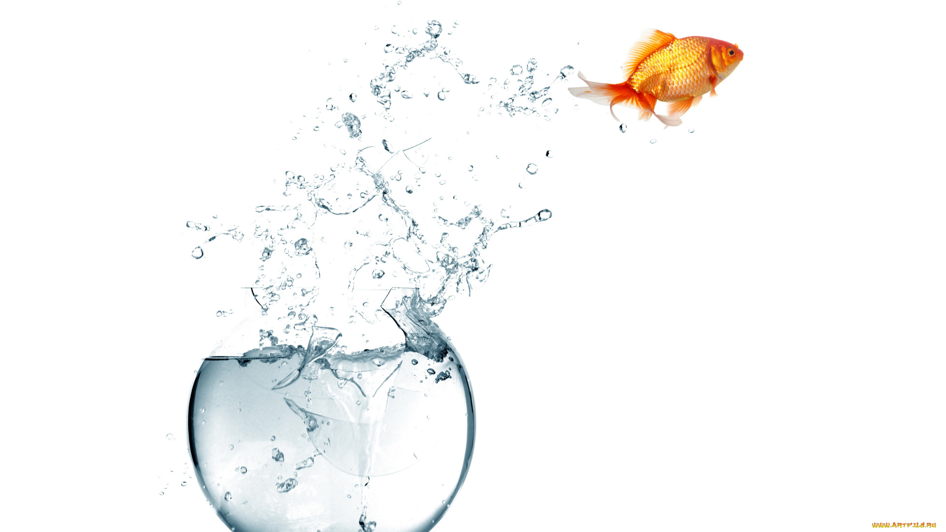 животные, рыбы, white, background, spray, брызги, вода, аквариум, water, fish, aquarium, белый, фон