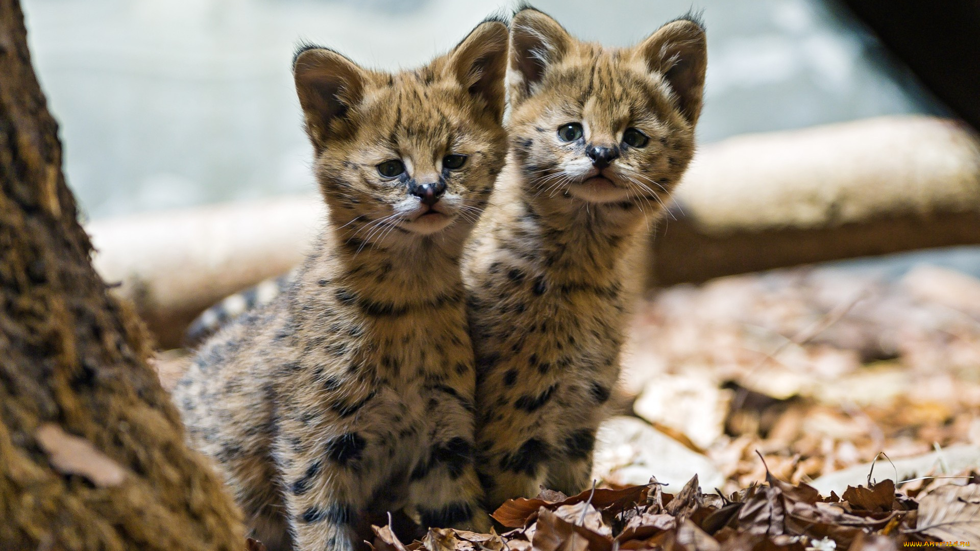 животные, сервалы, сервал, котята, кошки, детёныши, малыши, листья