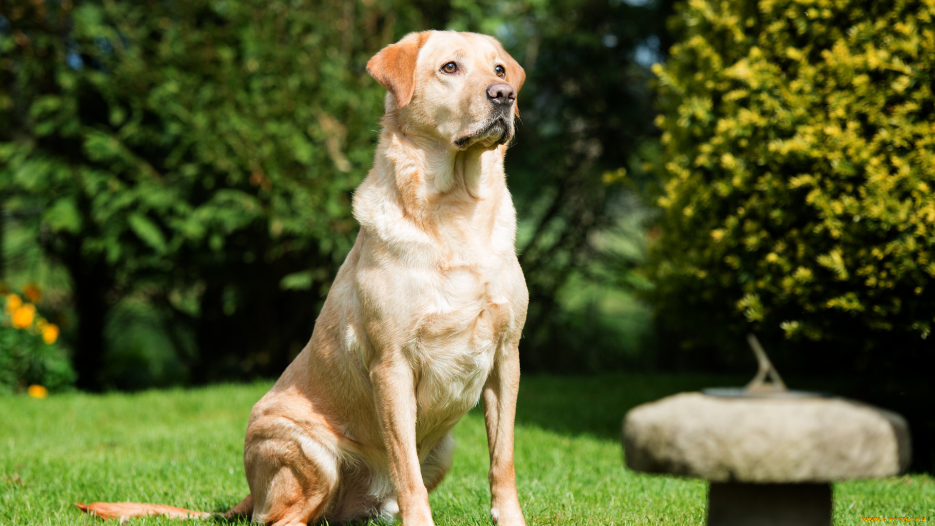 животные, собаки, собака, пёс, лабрадор, трава
