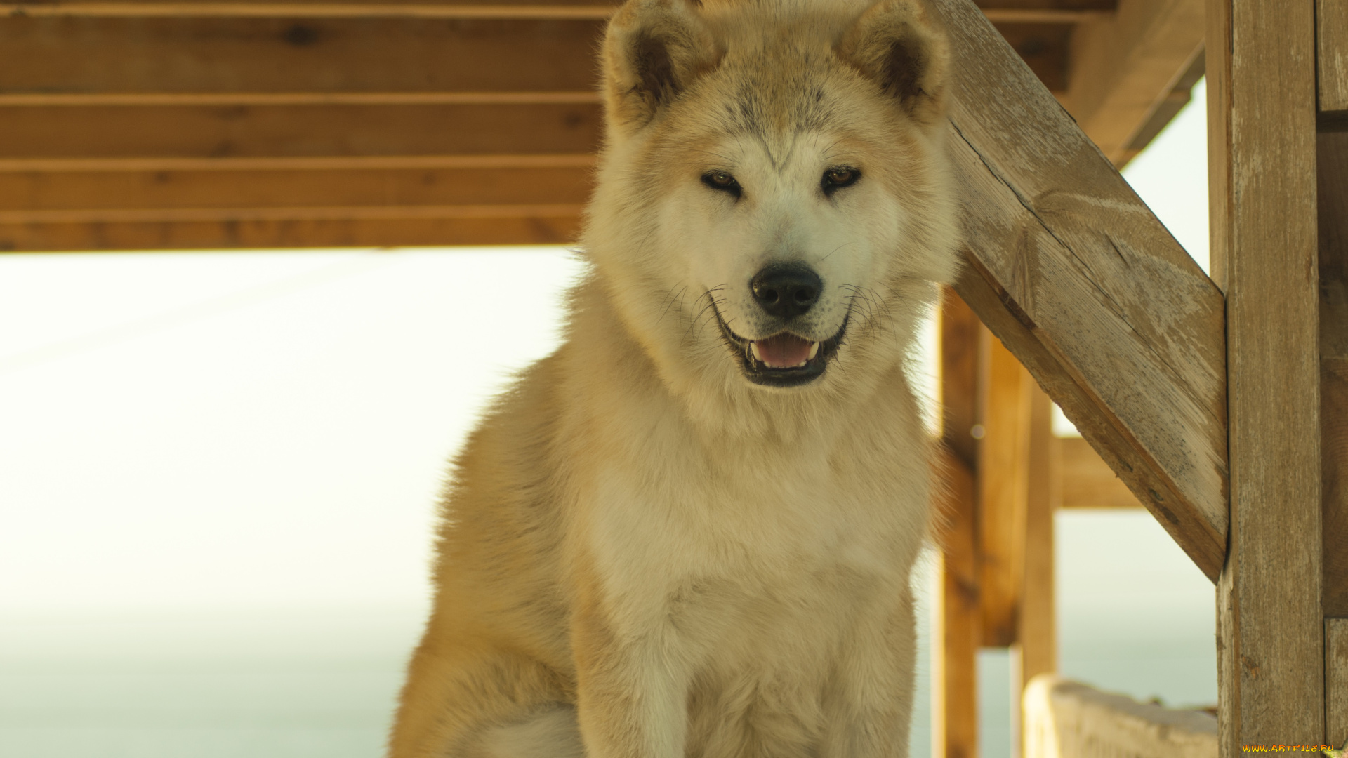 животные, собаки, собака, улыбка, санторини, друг, самоед