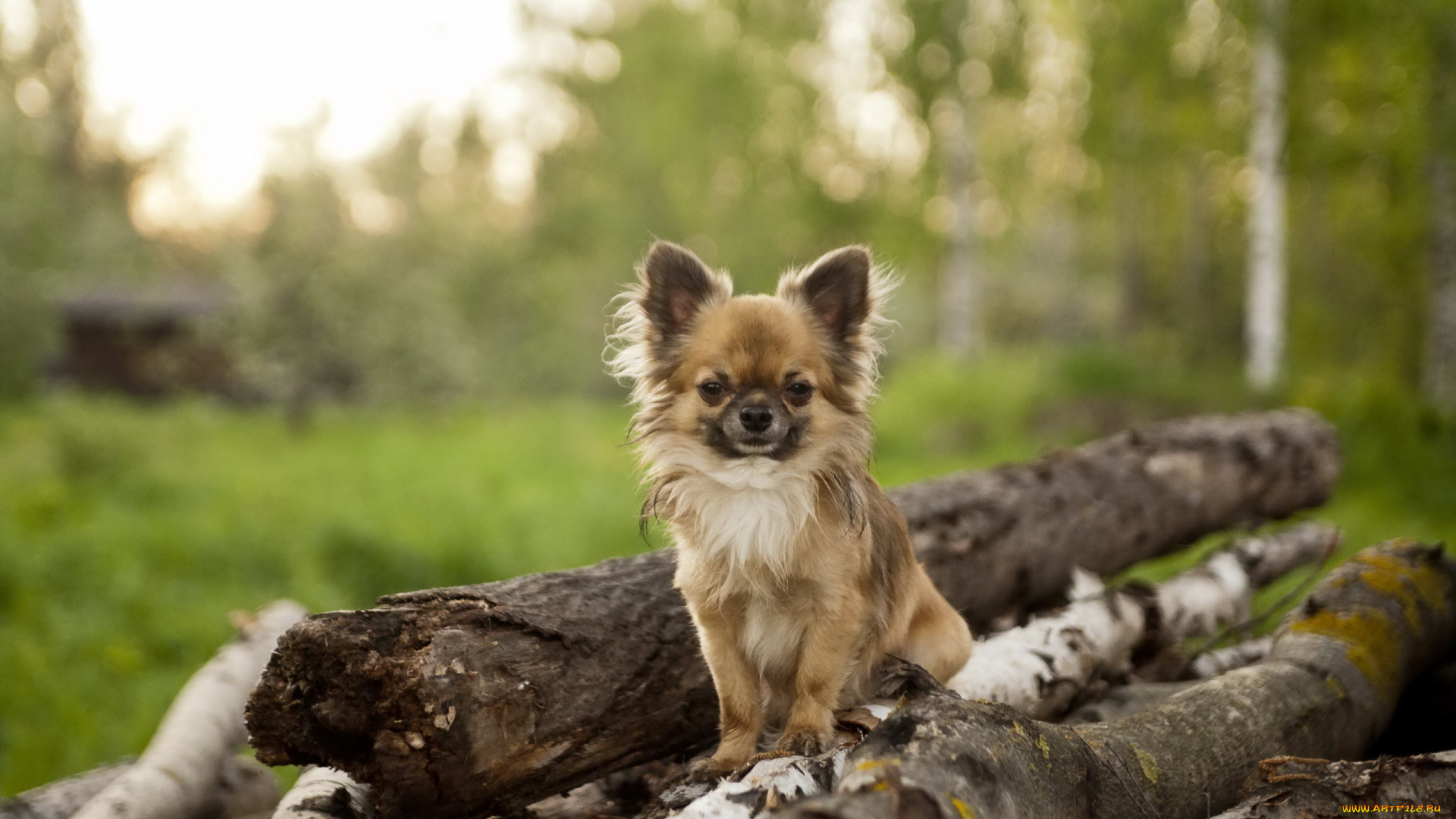 животные, собаки, собака, взгляд, друг