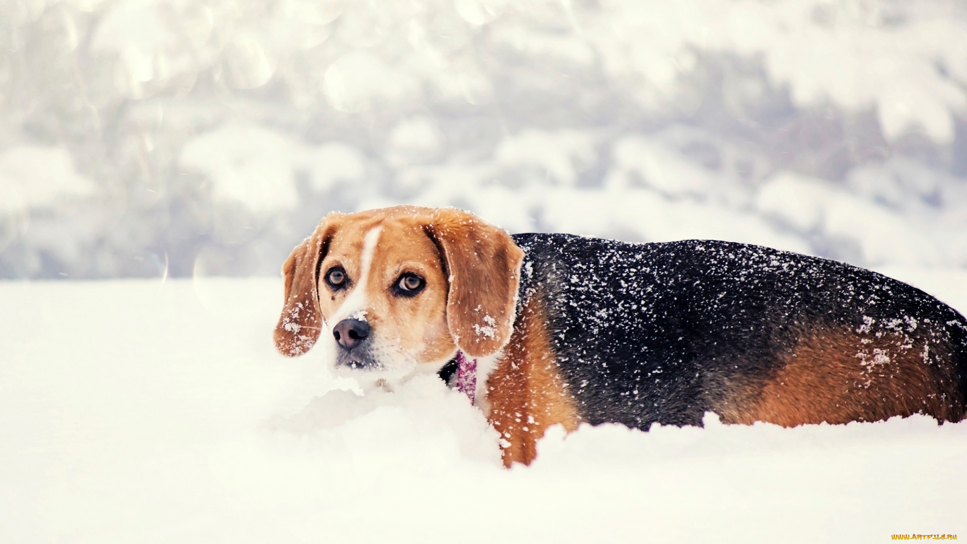 животные, собаки, собака, взгляд, снег, природа, зима