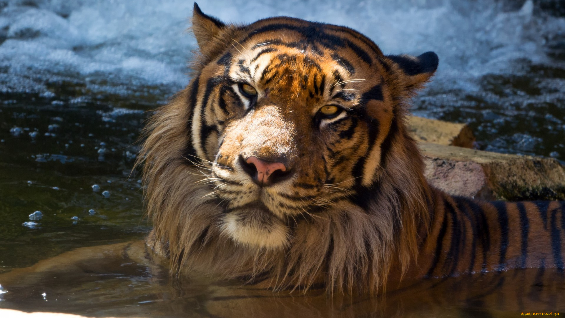 животные, тигры, тигр