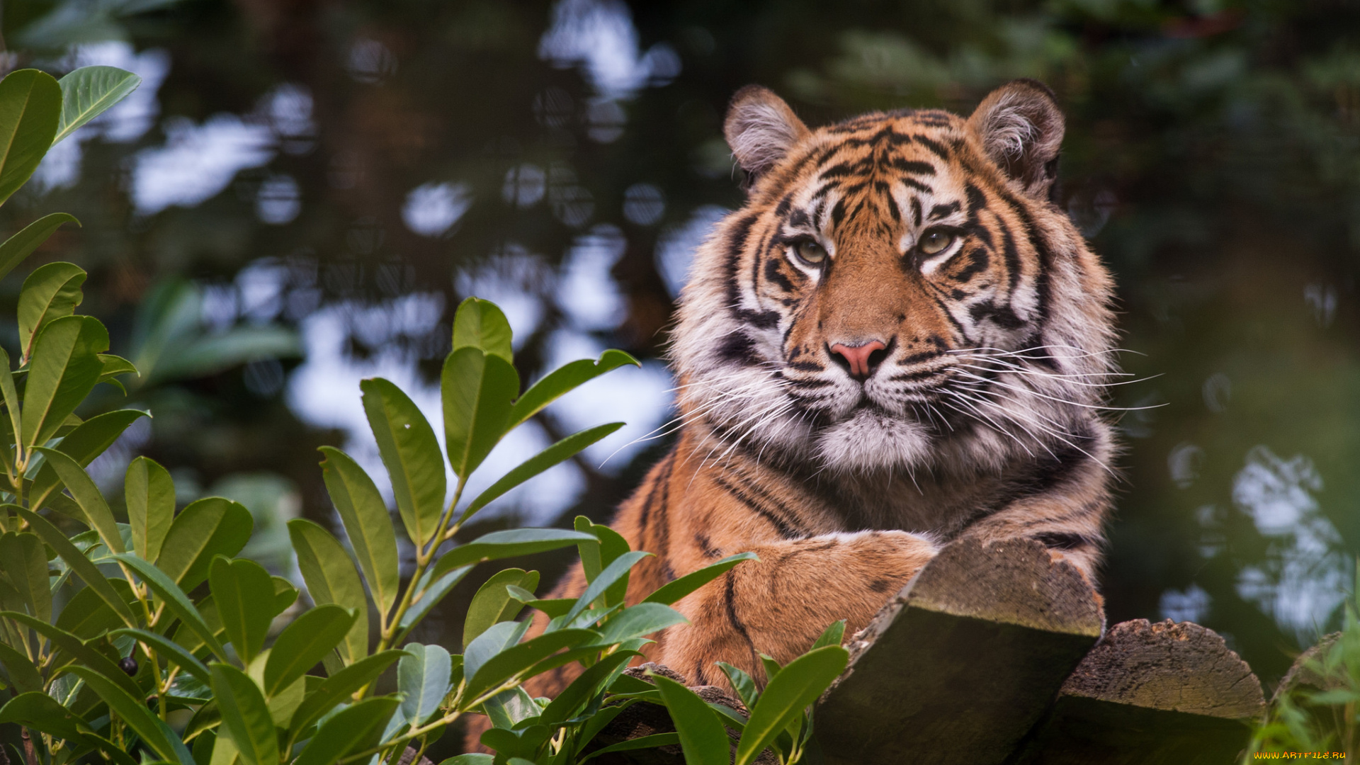 животные, тигры, тигр, кошка, отдых, амурский
