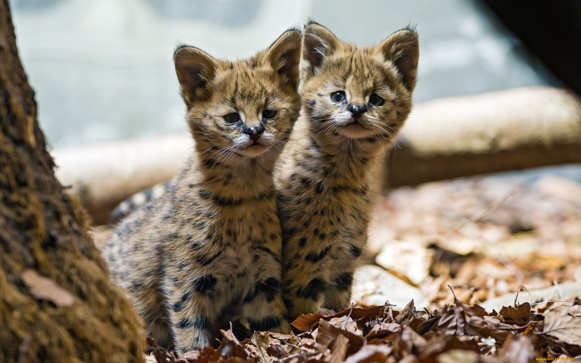 животные, сервалы, сервал, котята, кошки, детёныши, малыши, листья