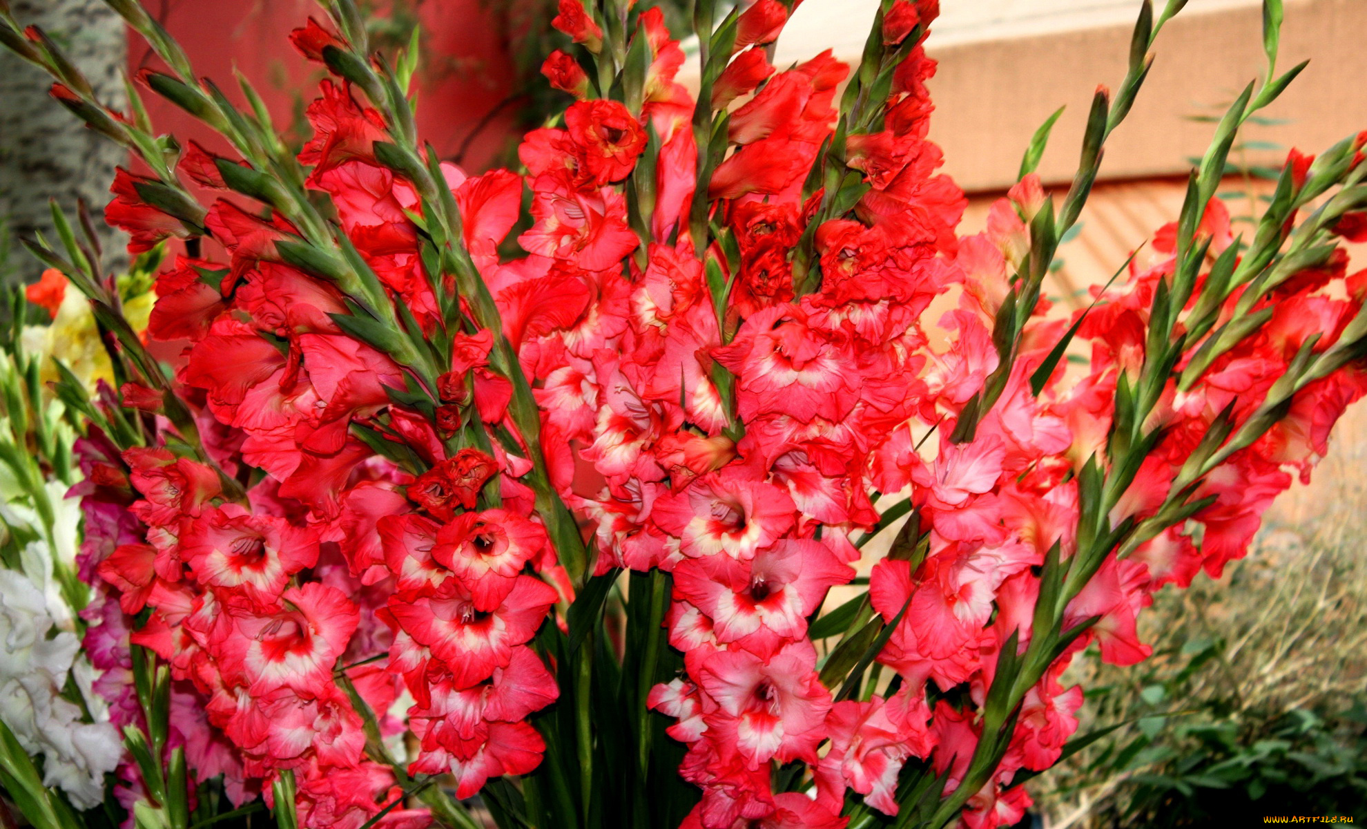 цветы, гладиолусы, красные, много