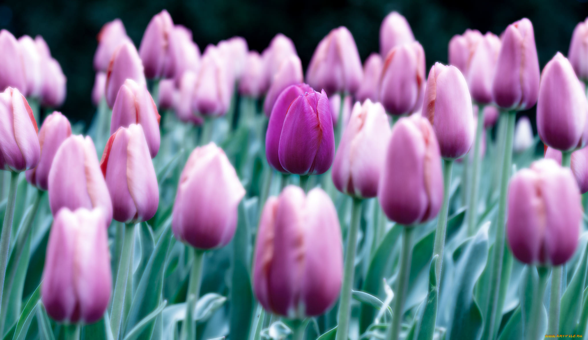 цветы, тюльпаны, лепестки, цветение, нежность