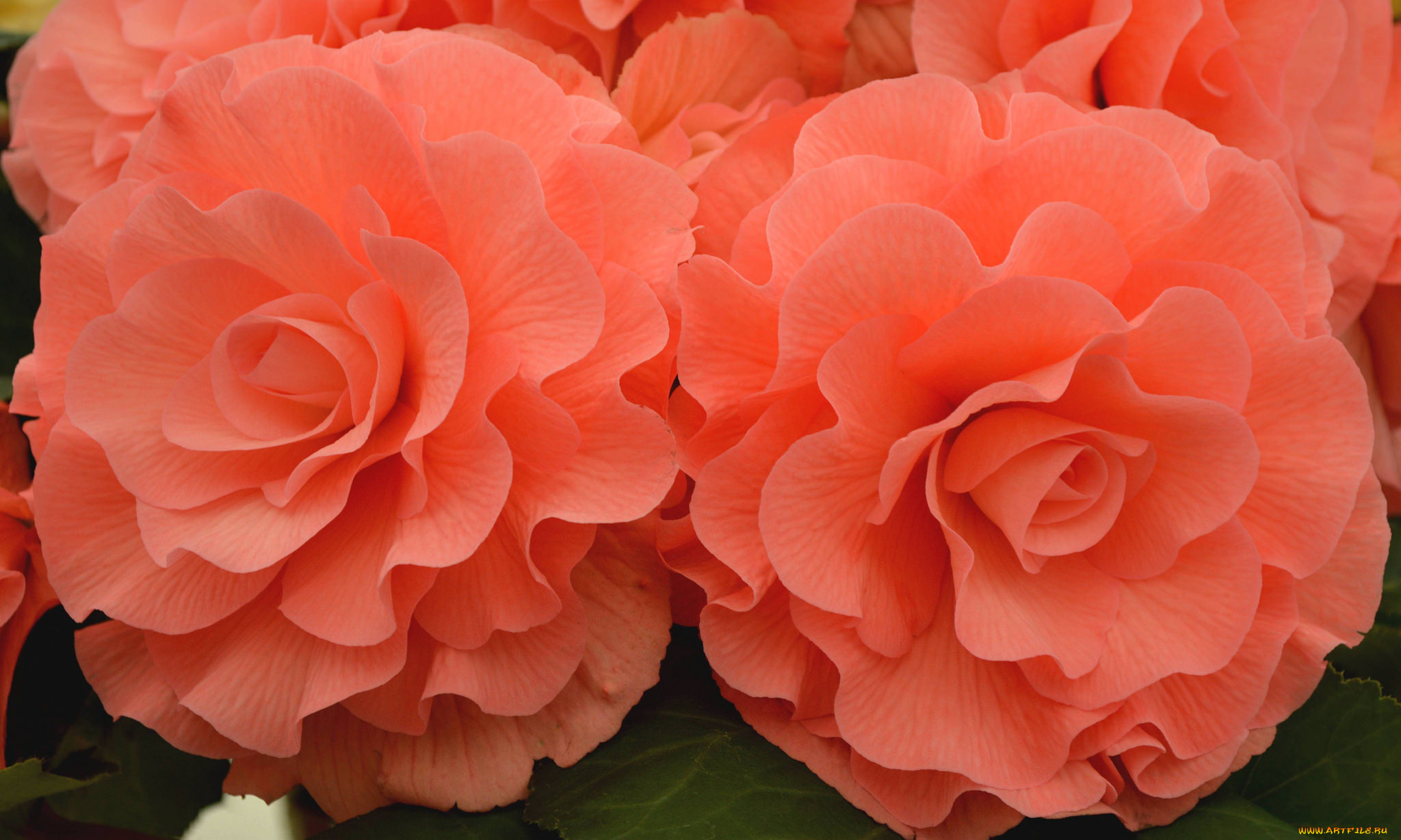 цветы, бегония, цветение, лепестки, листья, желтая