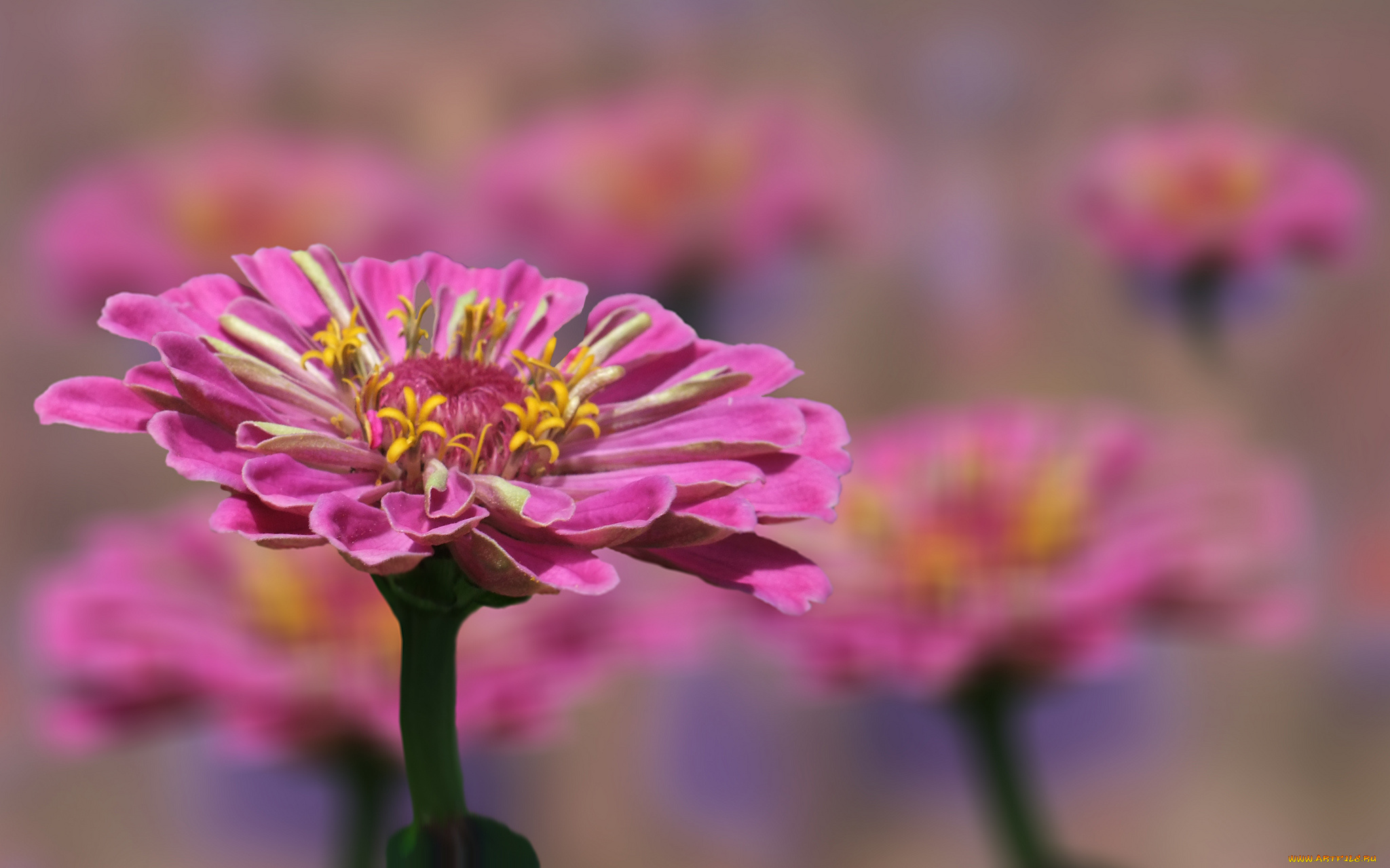 цветы, цинния, цветение, лепестки