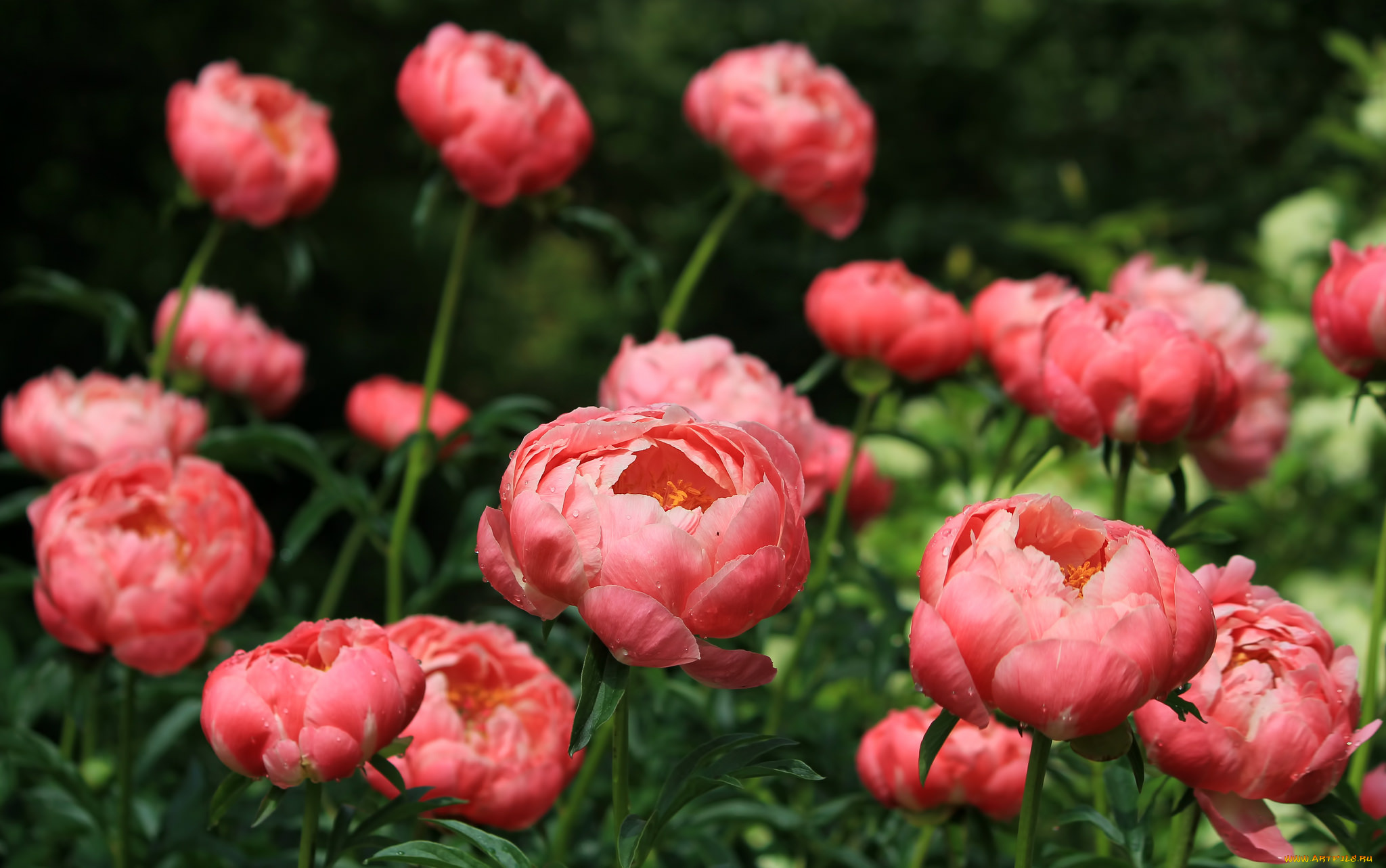 цветы, пионы, розовый, кусты, листья, лепестки, бутоны, цветение