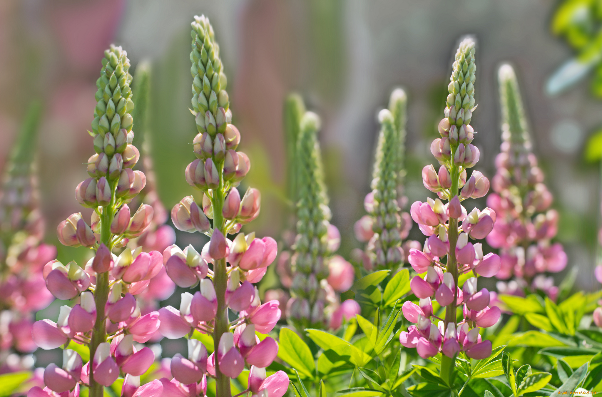 цветы, люпин, лепестки, веточка, цветение, бутоны, цветки