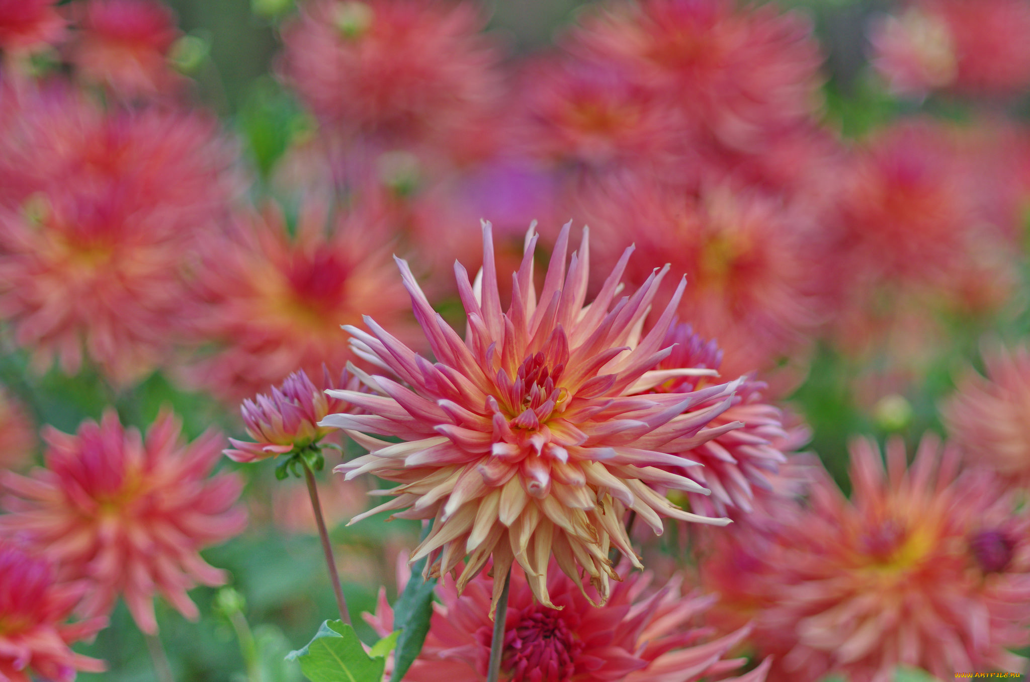 цветы, георгины, цветение, георгин, лепестки, бутоны