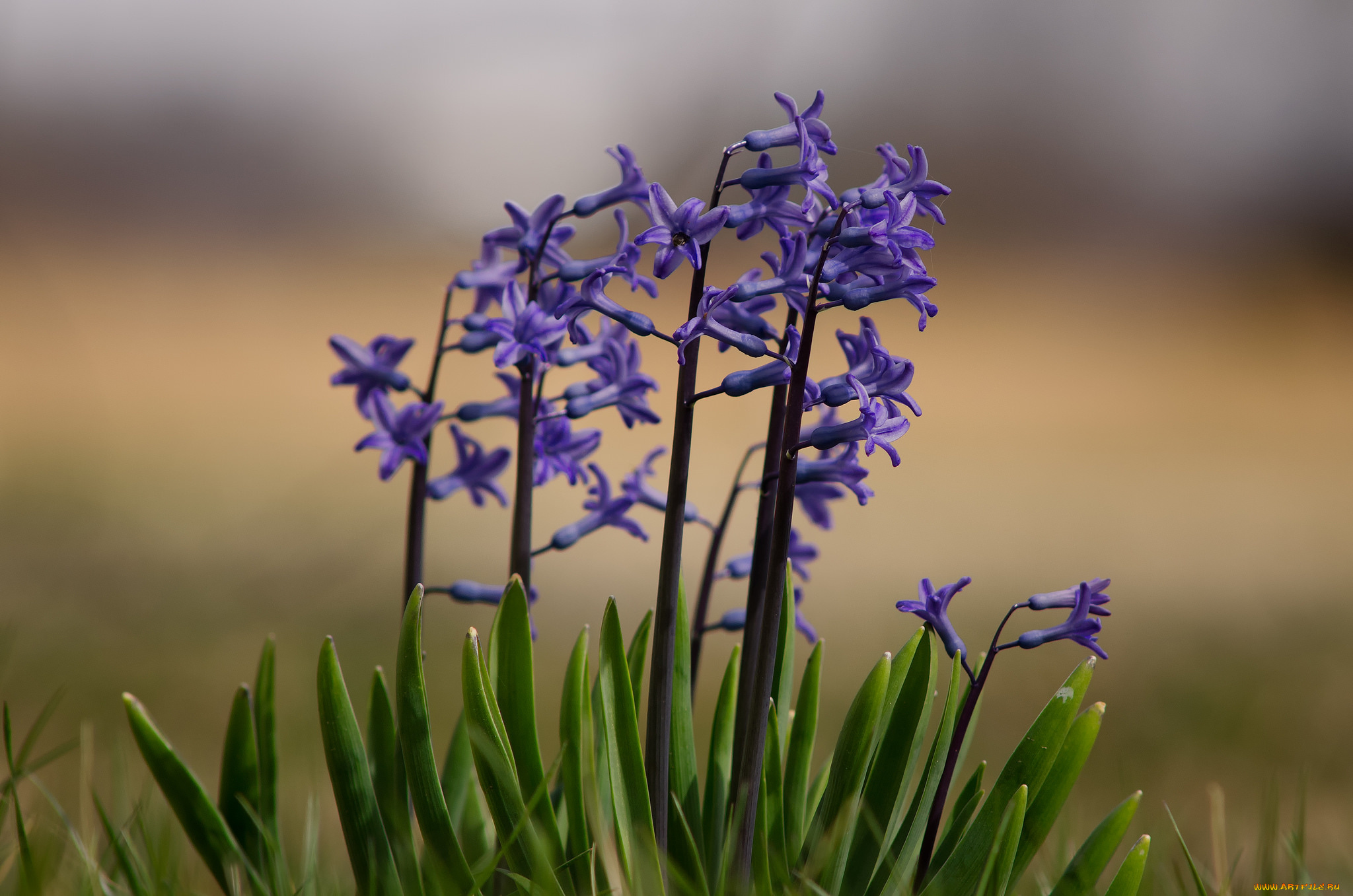 цветы, гиацинты, лепестки, цветение, цветки