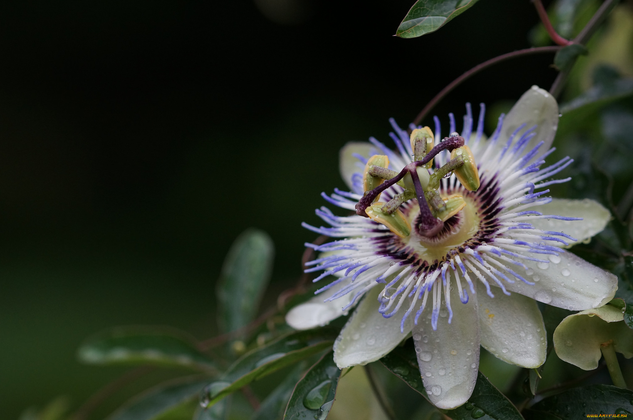 цветы, пассифлора, цветение, усики, цветок
