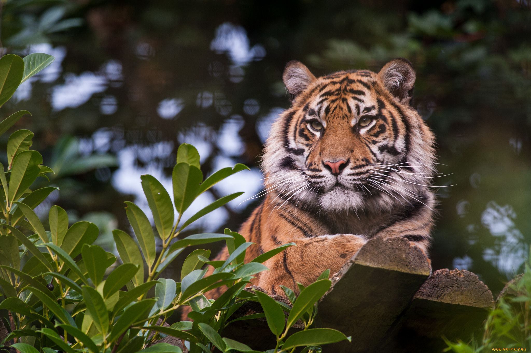 животные, тигры, тигр, кошка, отдых, амурский