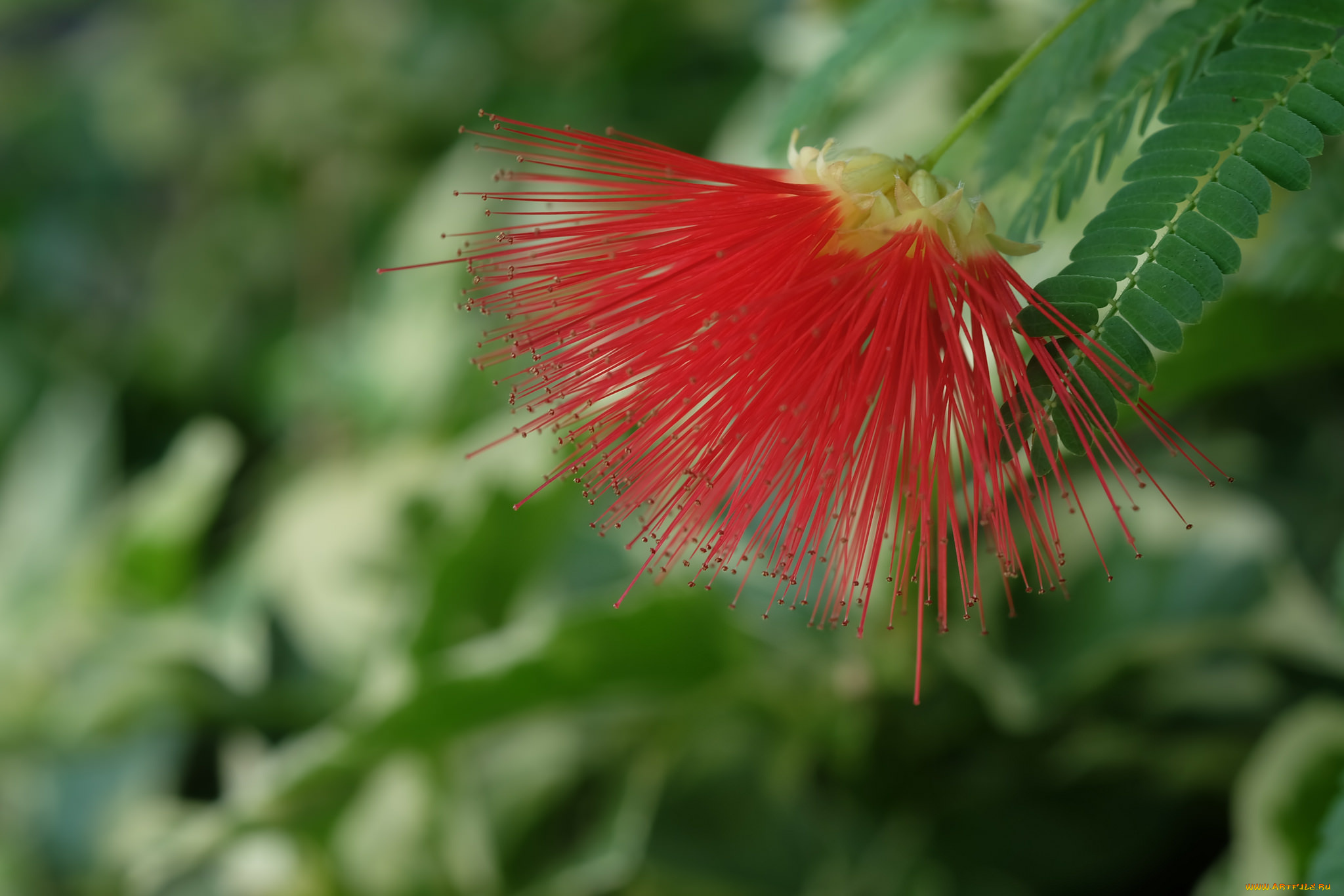цветы, акация, ветки, дерево, листья, цветок