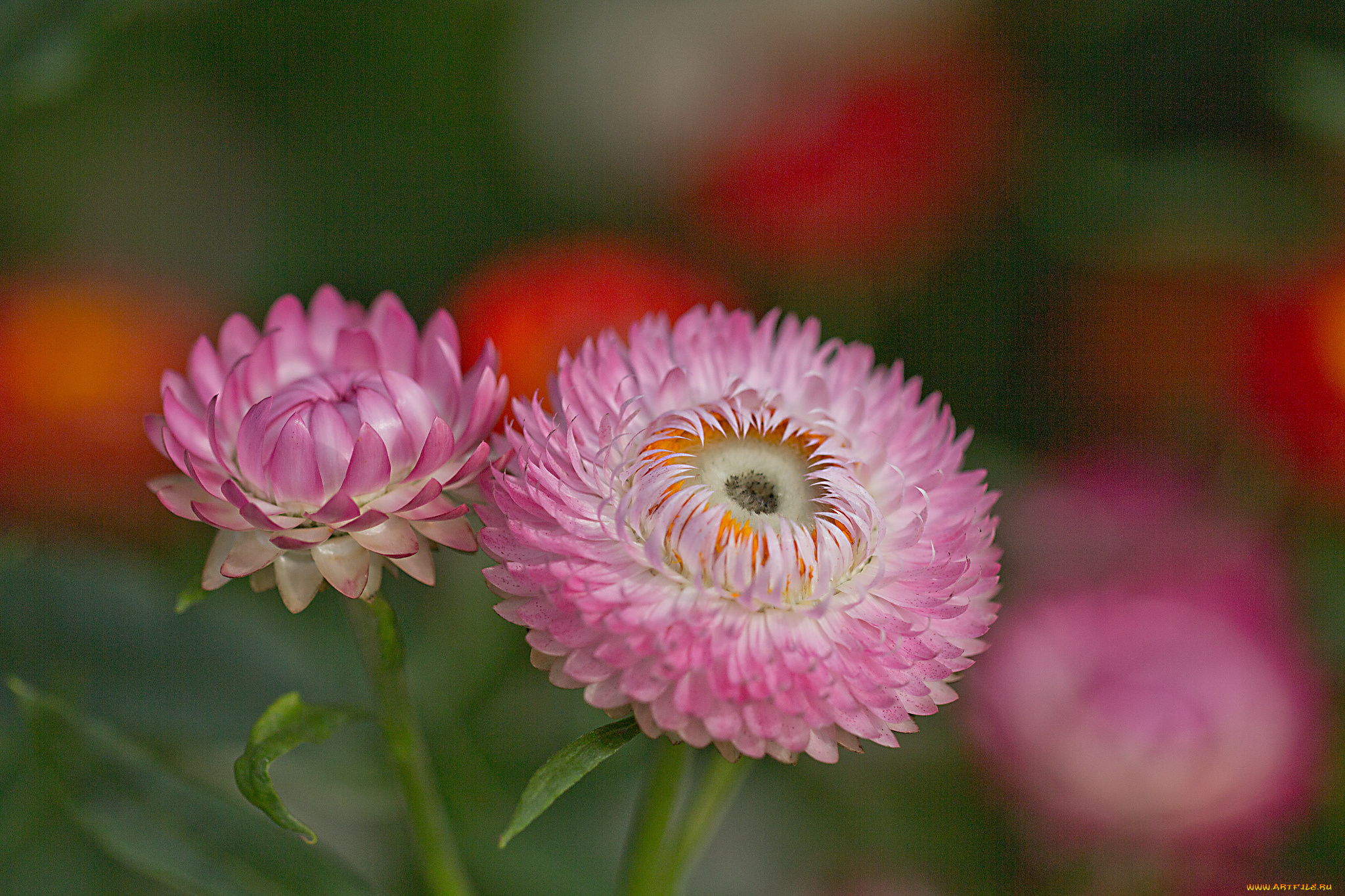 цветы, бессмертник, лепестки, бутон, цветение