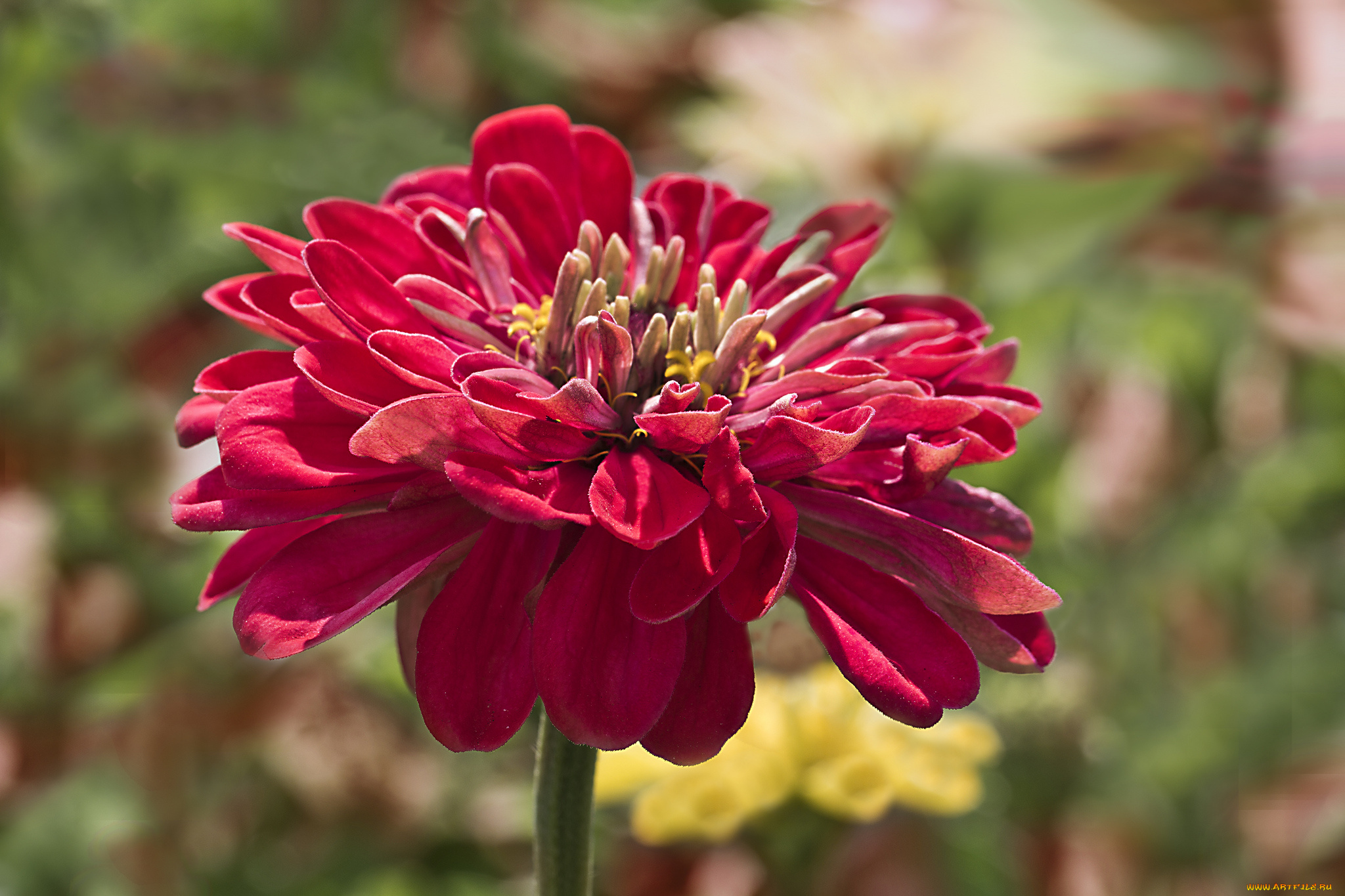 цветы, цинния, petals, zinnia, цветение, лепестки, flowering, flowers