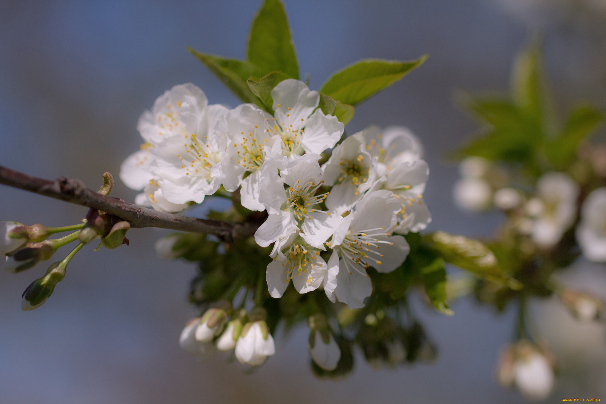 цветы, цветущие, деревья, , , кустарники, ветка, branch, leaves, flowers, листья