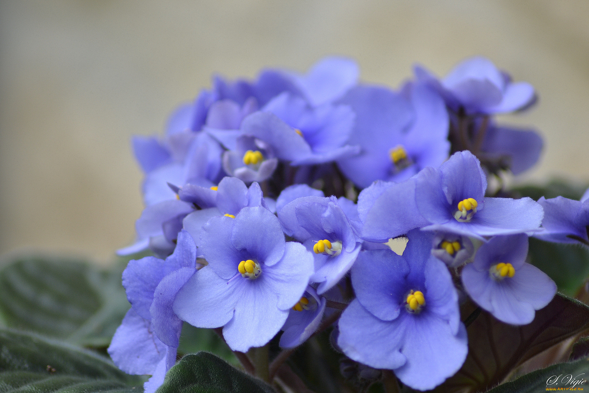 цветы, фиалки, фиалка, лепестки, листья, цветение