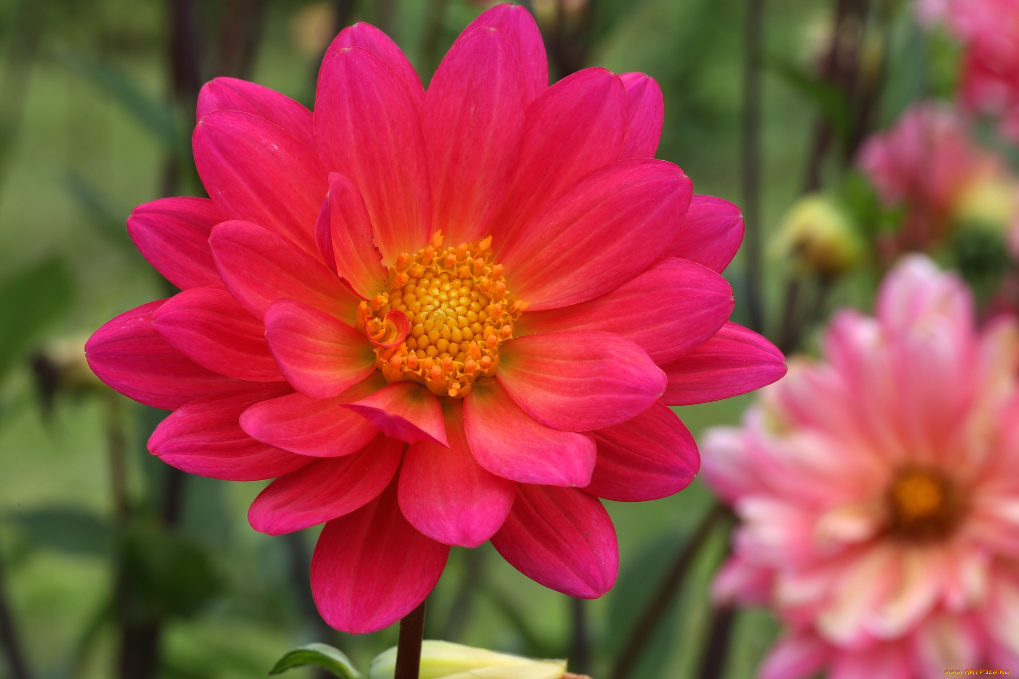 цветы, георгины, цветение, лепестки, розовый, георгин