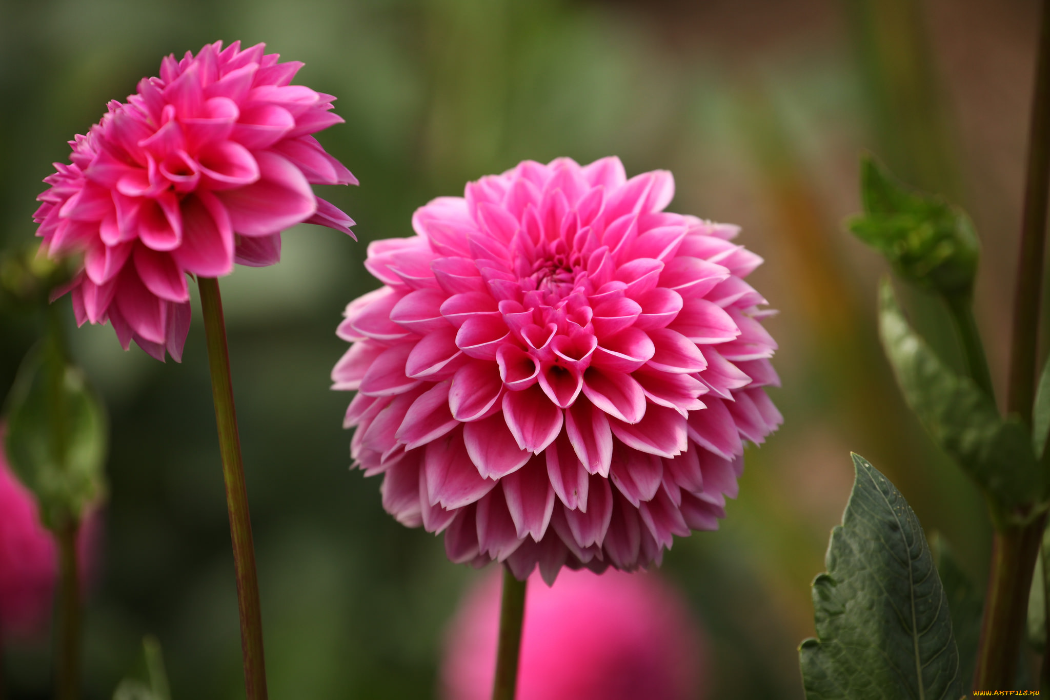 цветы, георгины, лепестки, бутоны, цветение, георгин